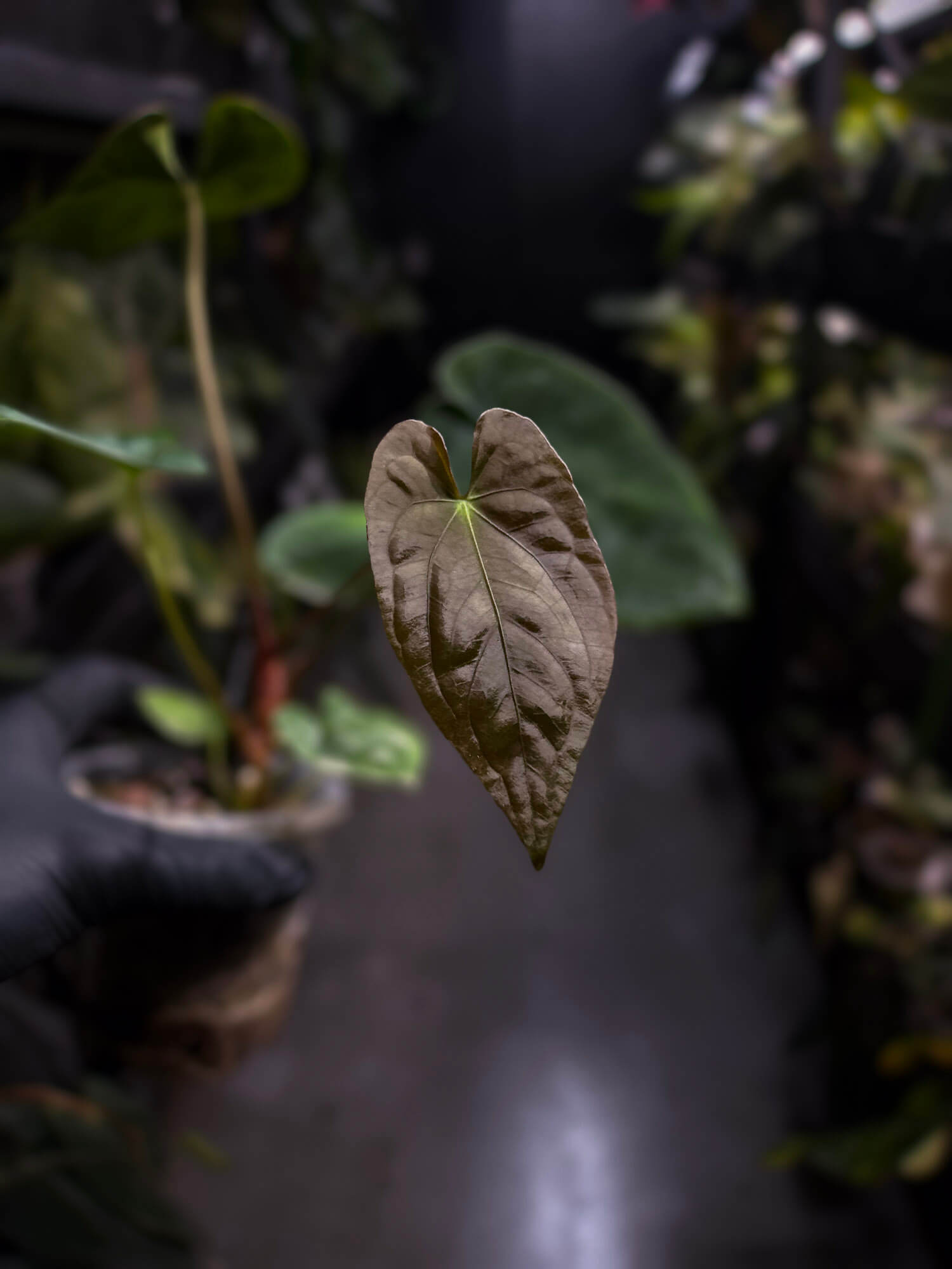 Anthurium antolakii / 'BVEP' x (pap x dress 'JS')