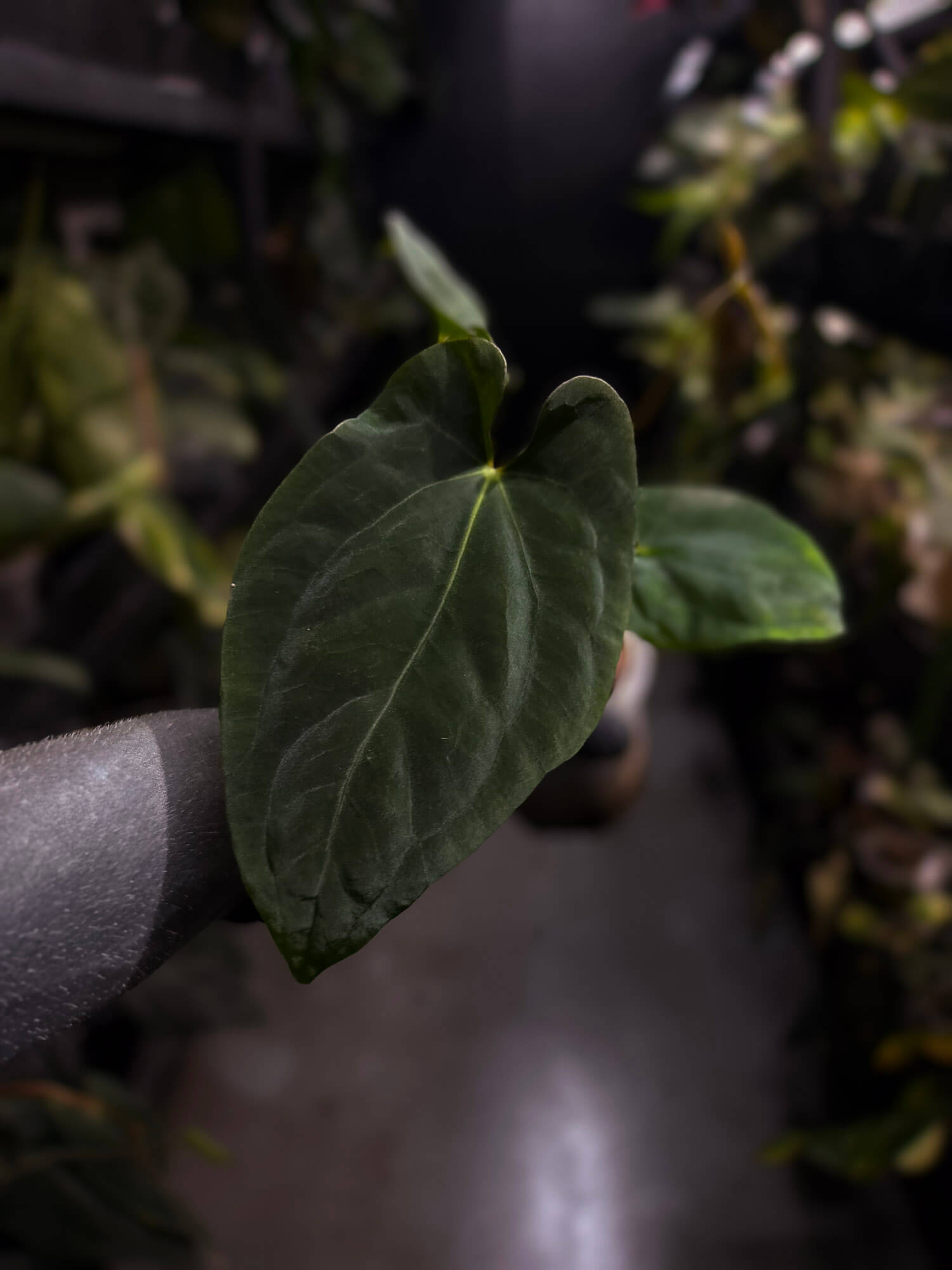 Anthurium antolakii / 'BVEP' x (pap x dress 'JS')