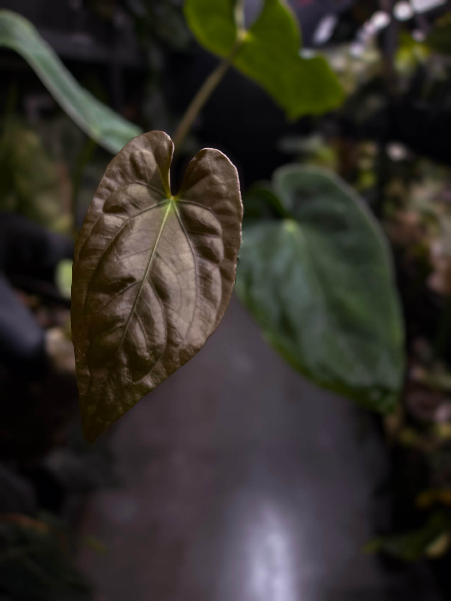 Anthurium antolakii / 'BVEP' x (pap x dress 'JS')