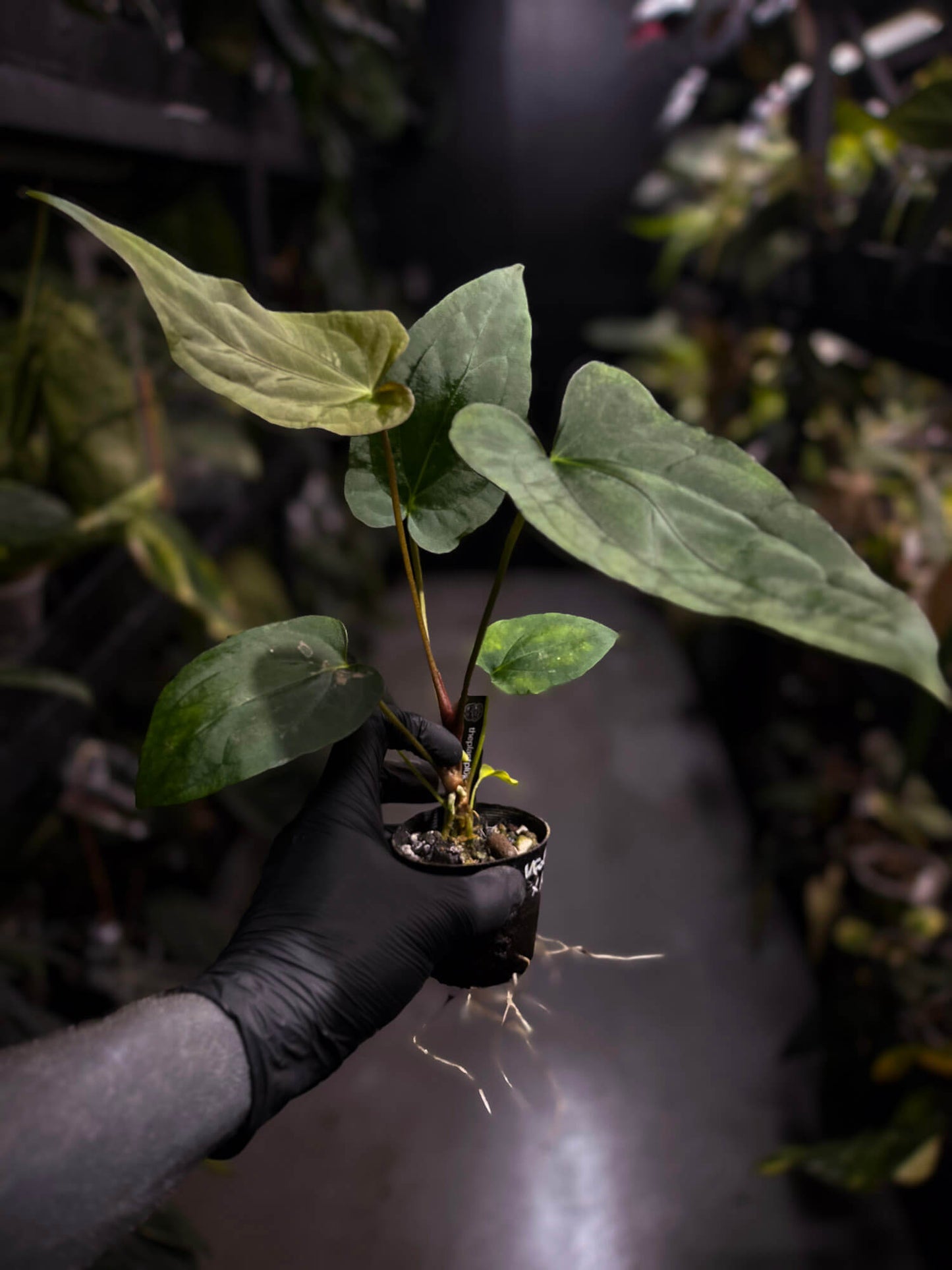 Anthurium ('Bloodmoon' x dressleri) x papillilaminum 'Red Abaxial'