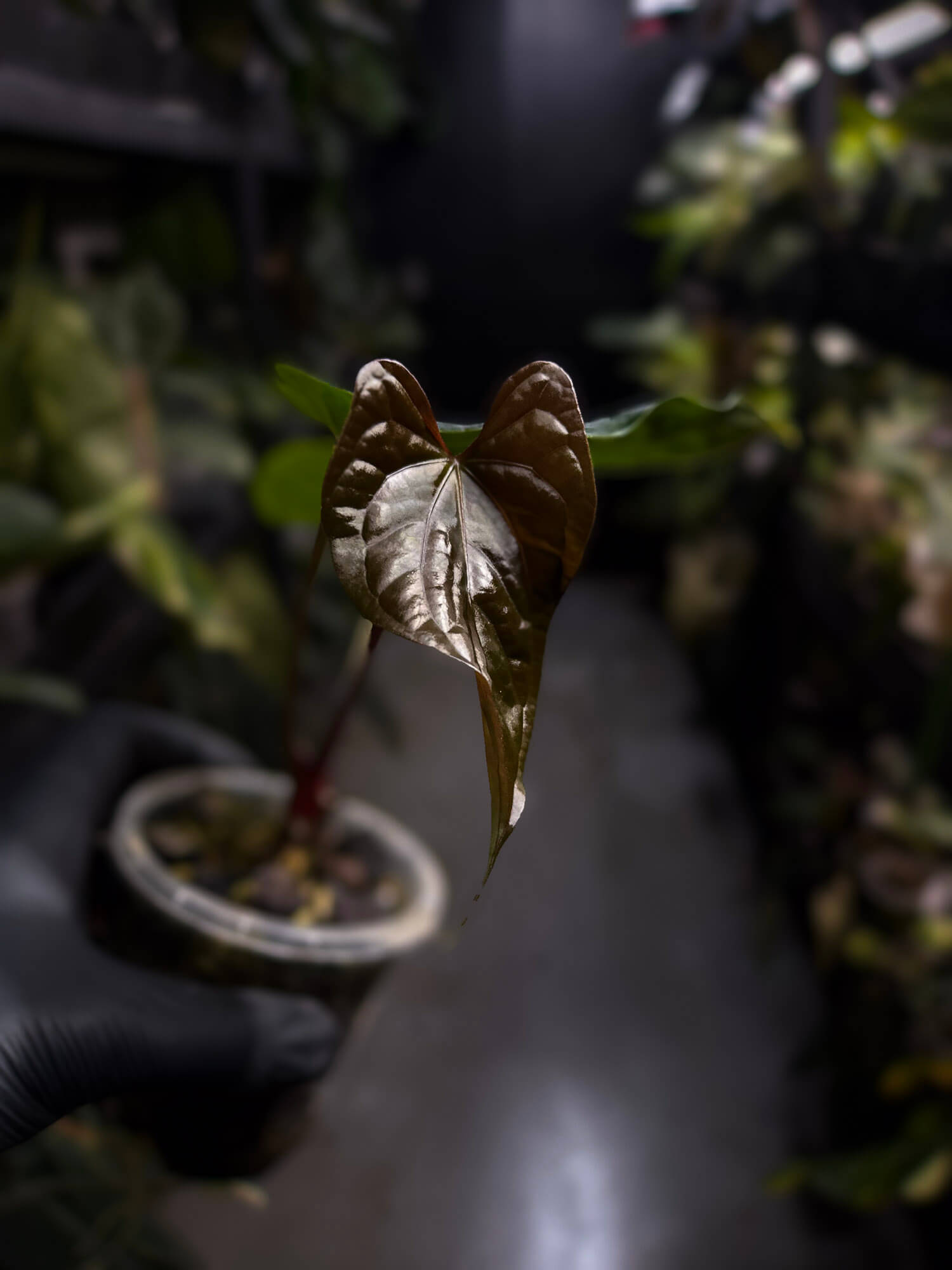 Anthurium #Messiah • luxurians x papillilaminum • beautiful emergent