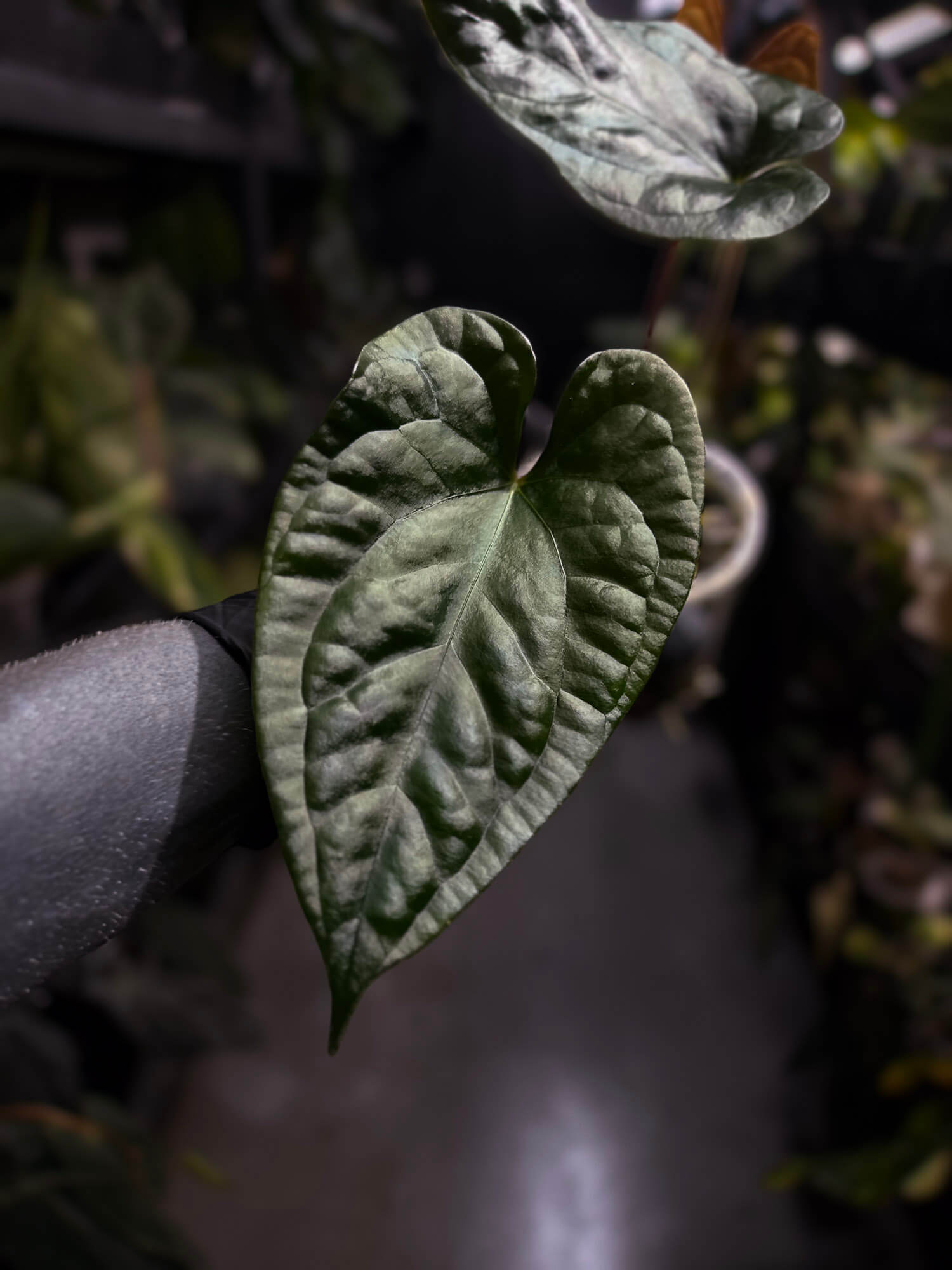 Anthurium #Messiah • luxurians x papillilaminum • beautiful emergent
