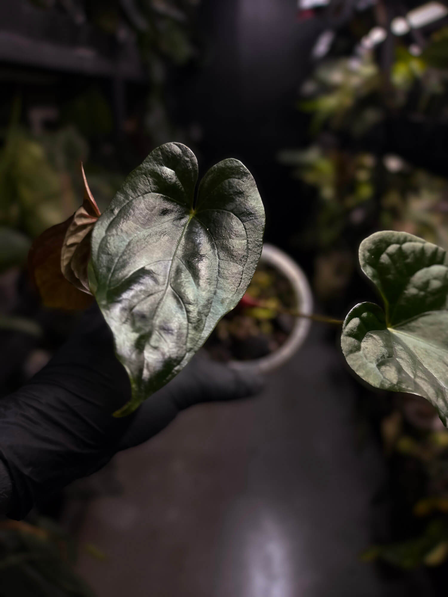 Anthurium #Messiah • luxurians x papillilaminum • beautiful emergent