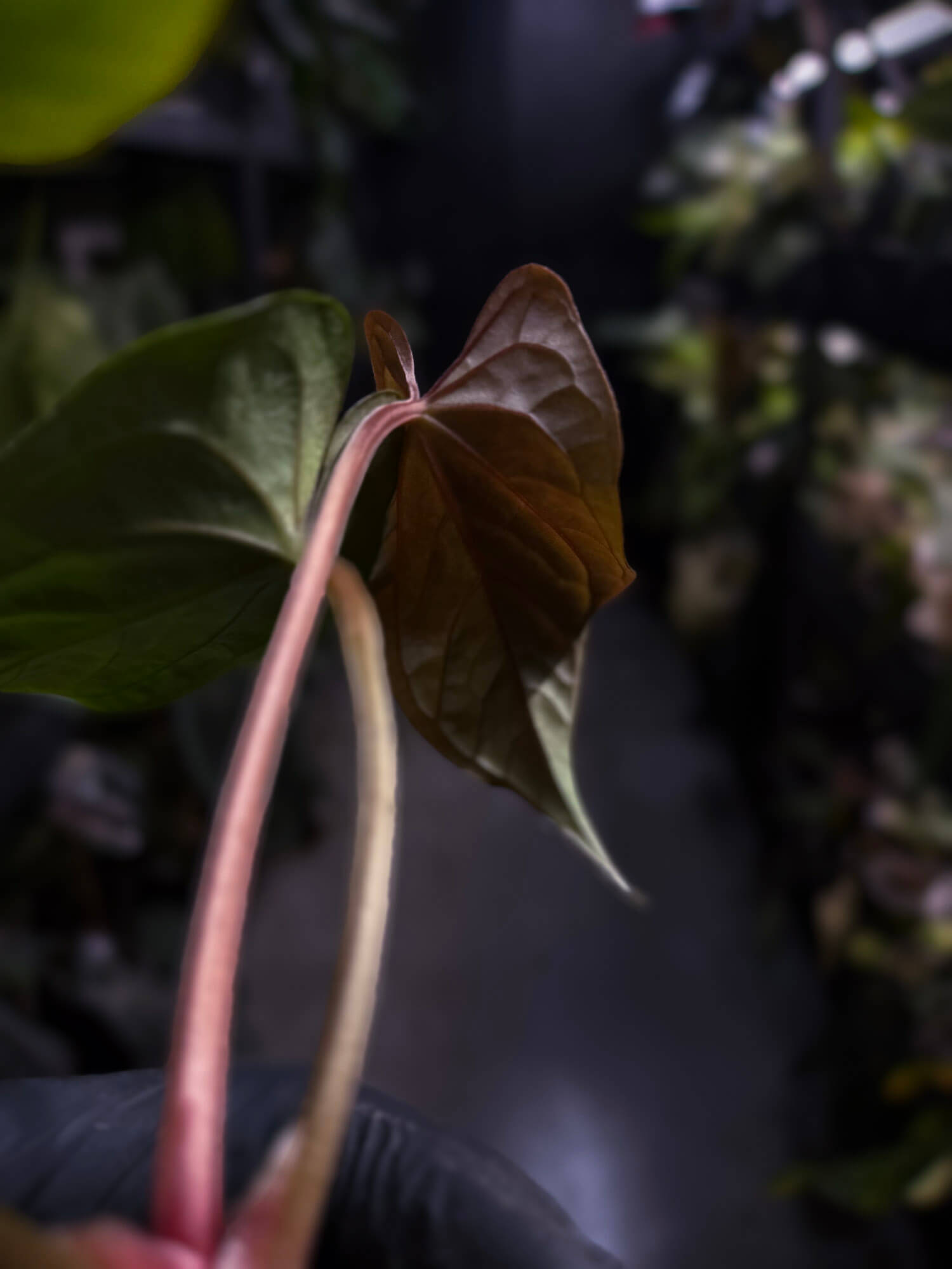 Anthurium #Messiah • luxurians x papillilaminum • beautiful emergent