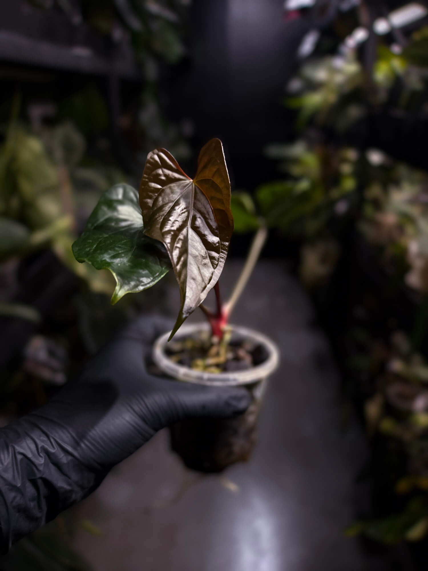 Anthurium #Messiah • luxurians x papillilaminum • beautiful emergent