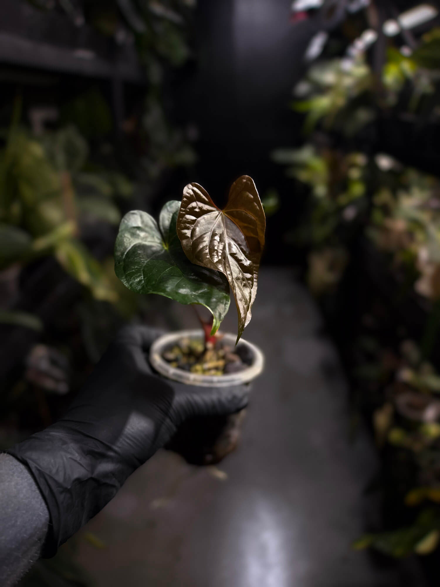 Anthurium #Messiah • luxurians x papillilaminum • beautiful emergent