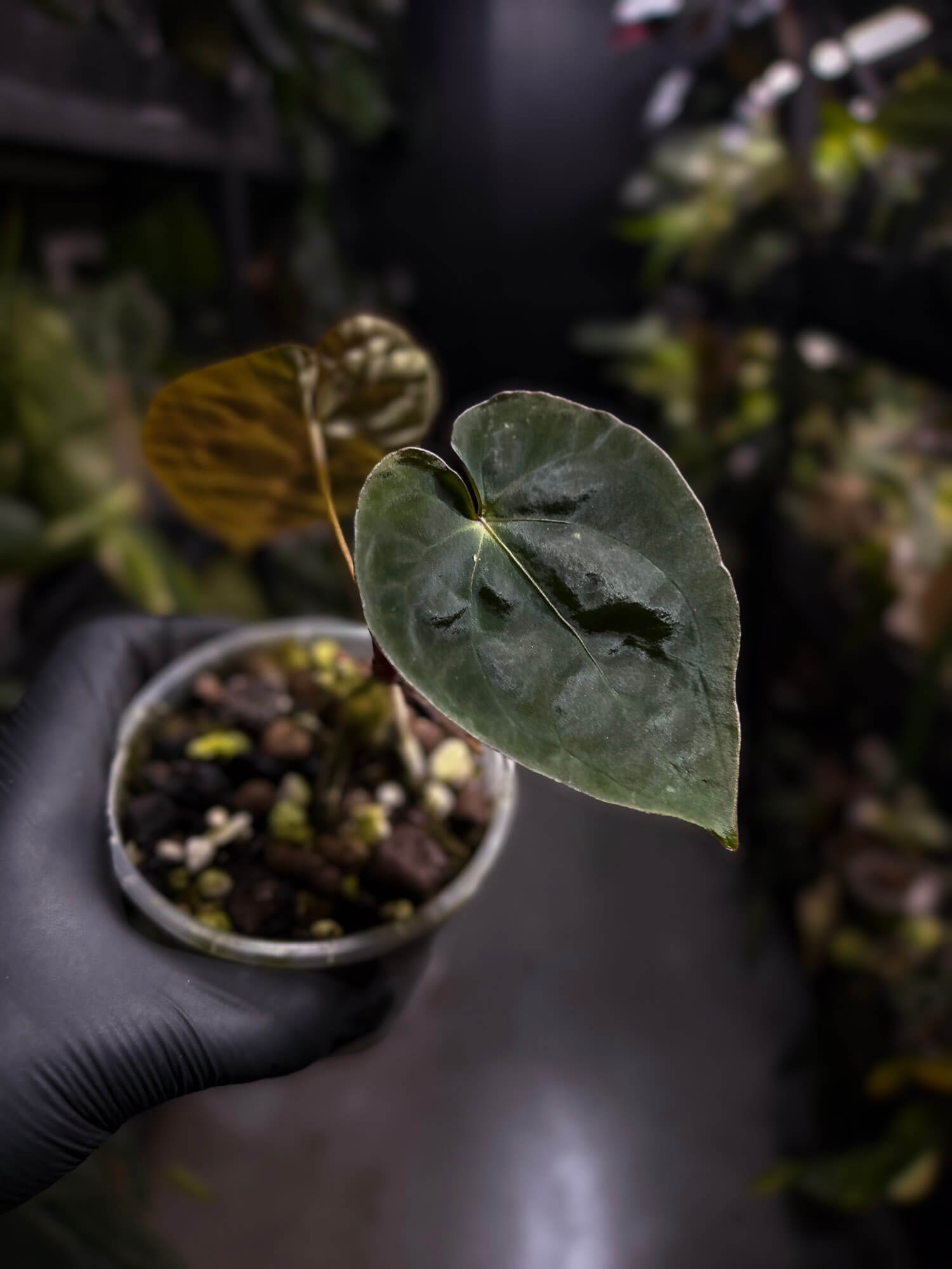 Anthurium #PhoenixGangb*ng