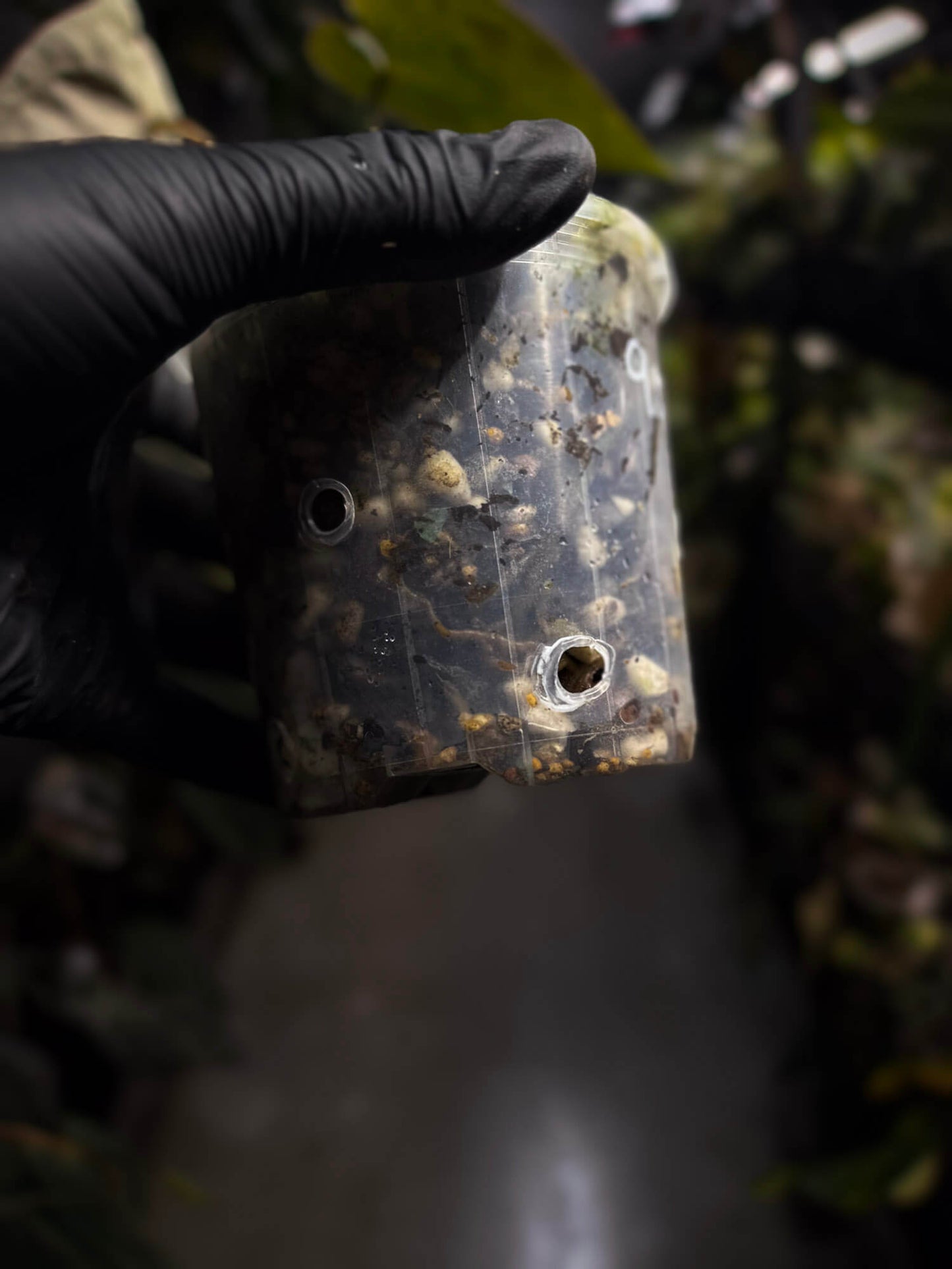 Anthurium #PhoenixGangb*ng