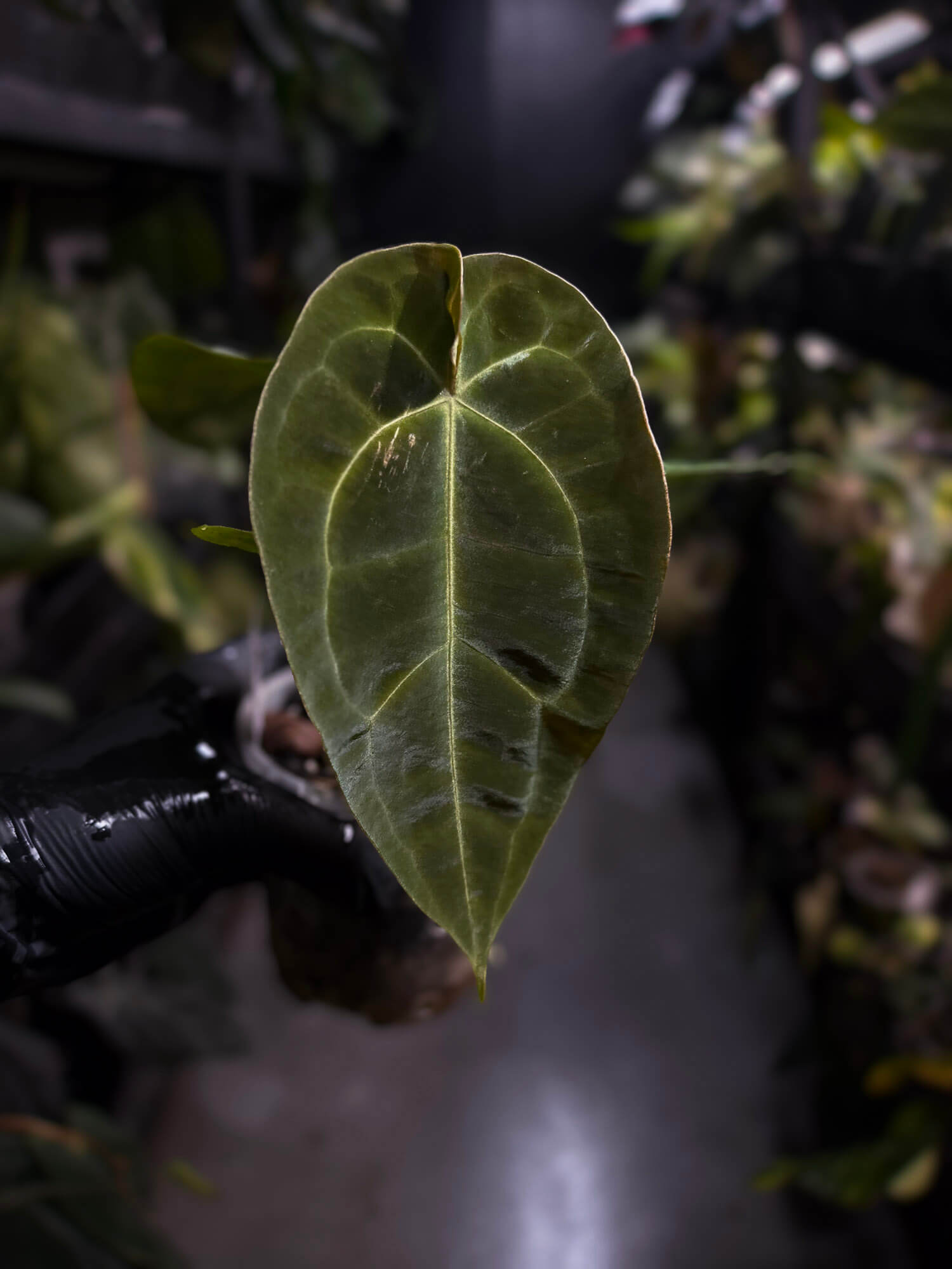 Anthurium forgetii hybrid x besseae aff 'Elektra'