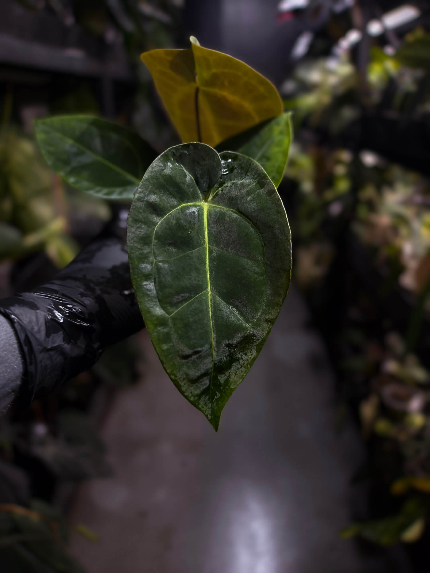 Anthurium forgetii hybrid x besseae aff 'Elektra'