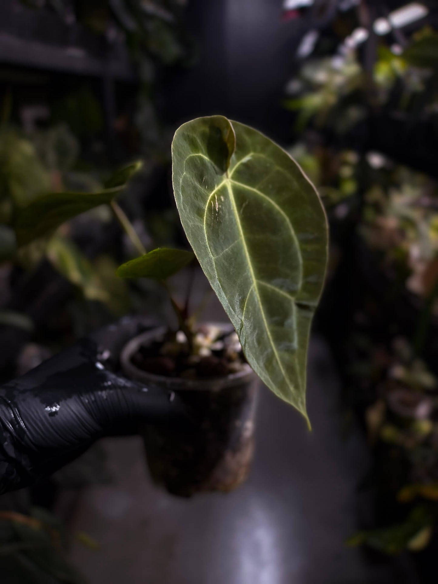 Anthurium forgetii hybrid x besseae aff 'Elektra'