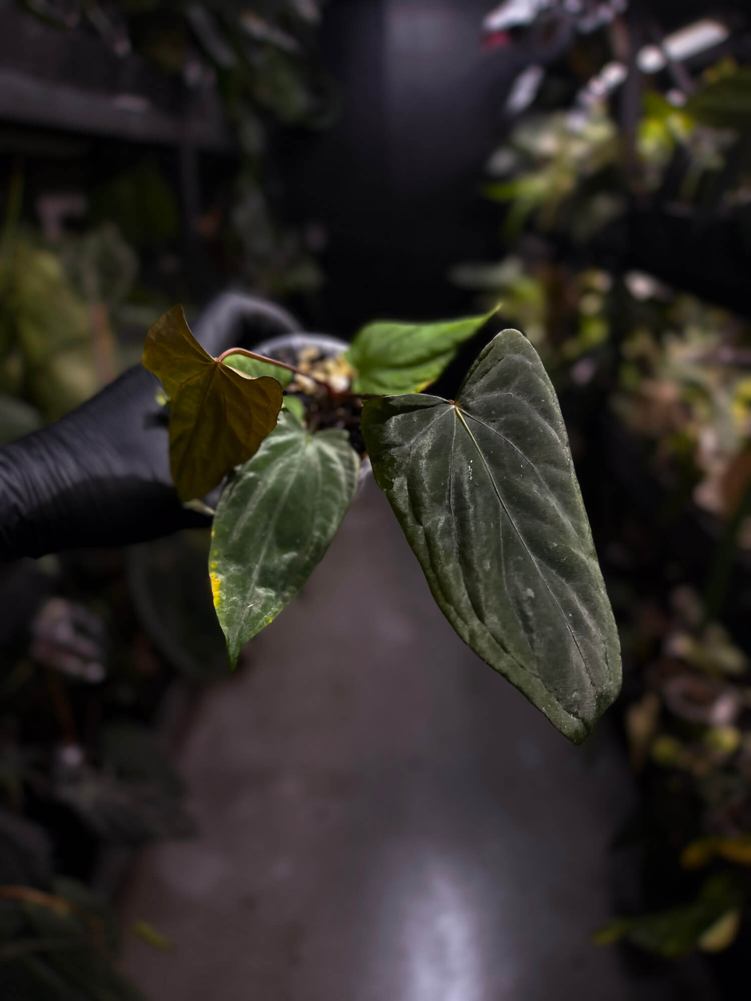 Anthurium #MidnightVelvet