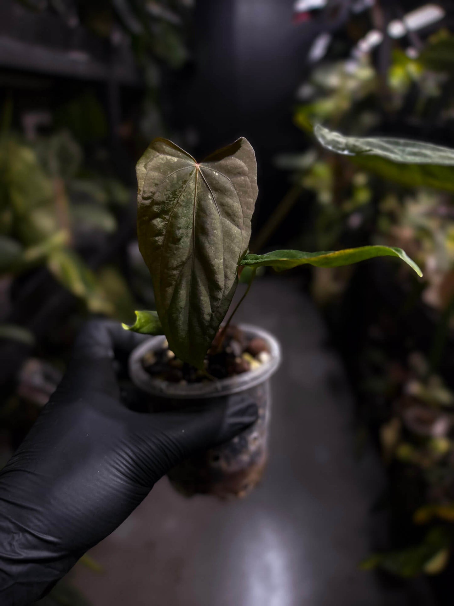 Anthurium #MidnightVelvet