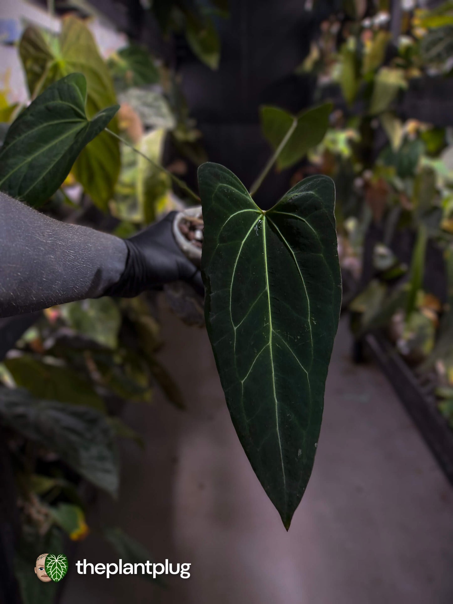 Anthurium 'Dark Mama'