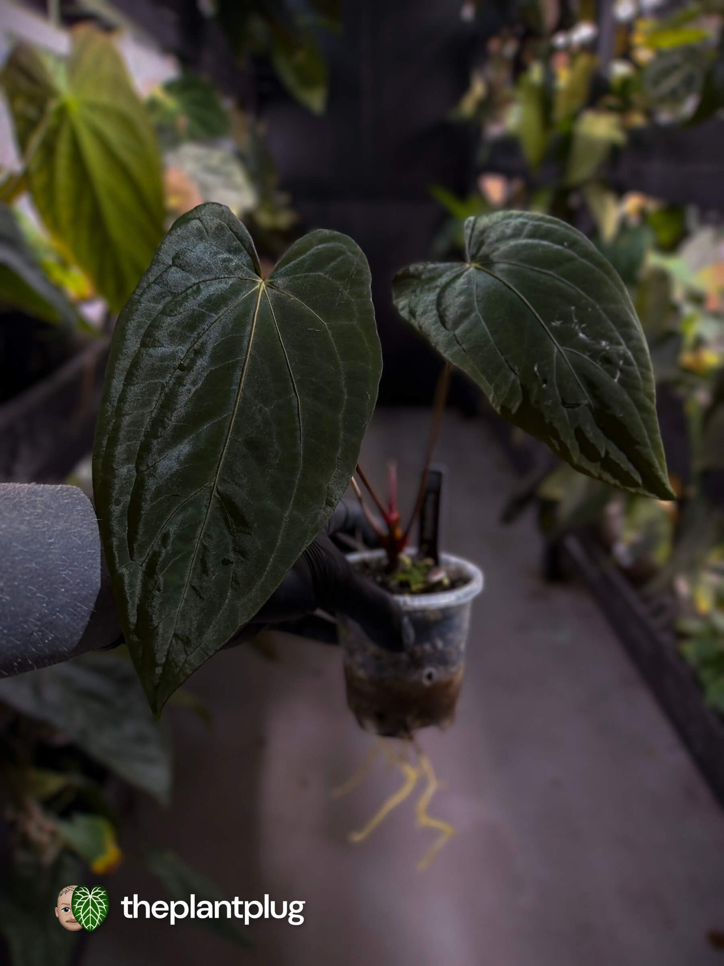 Anthurium #PLUG005 • select