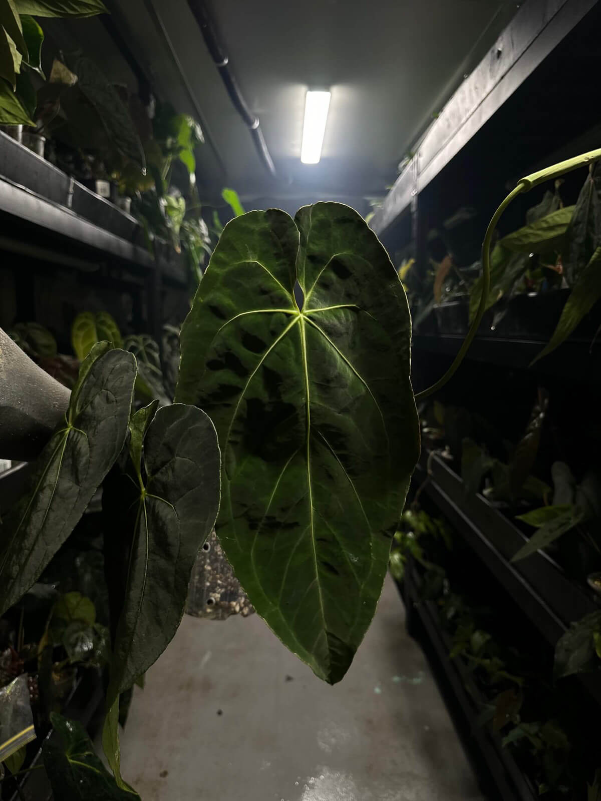 Anthurium #tororojo • papillilaminum x besseae aff 'red' *XL plant*