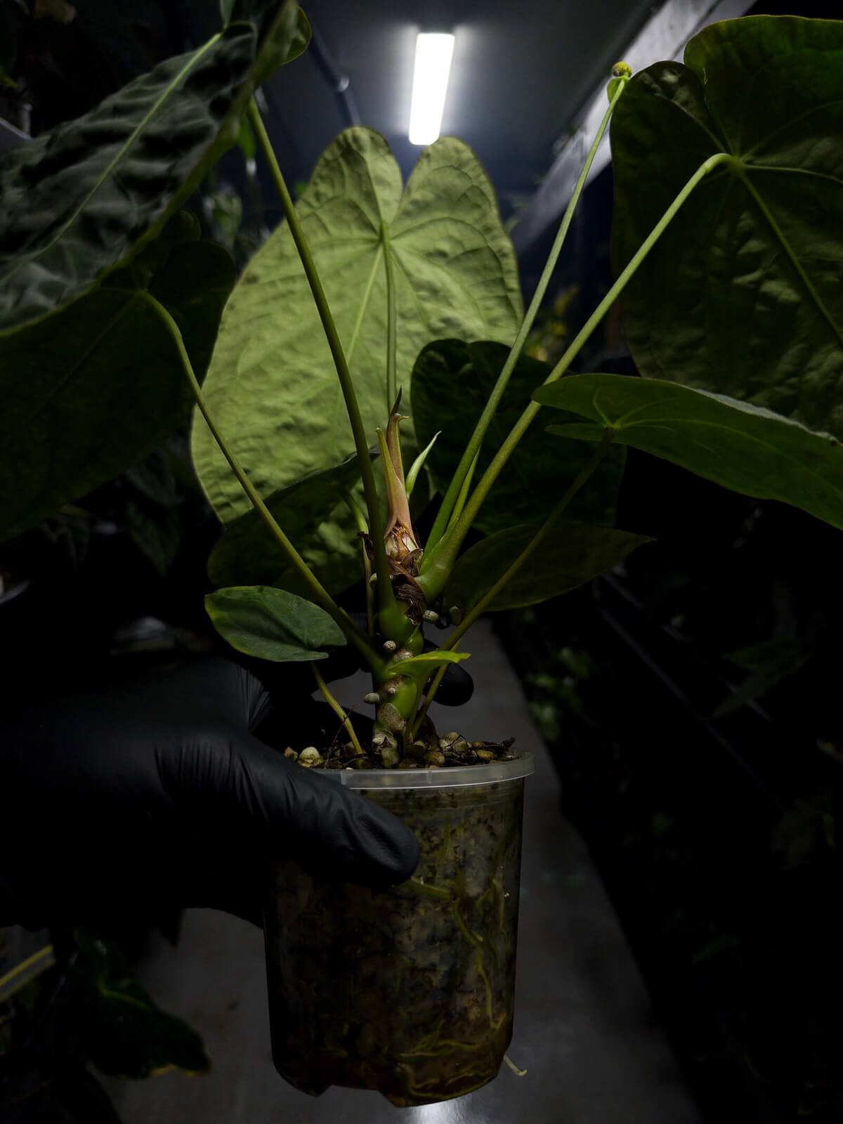 Anthurium #plug001 • #blackcherry x papillilaminum • large plant