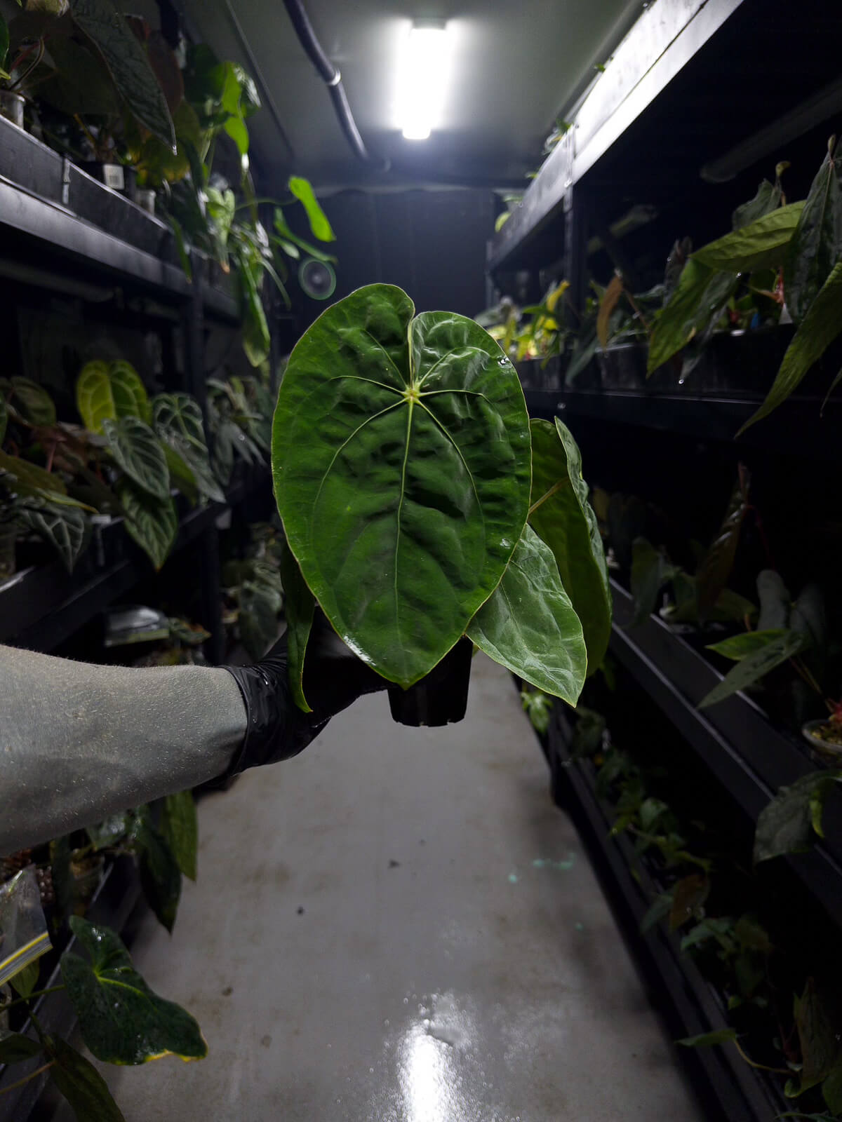 Anthurium papillilaminum hybrid x dressleri RG