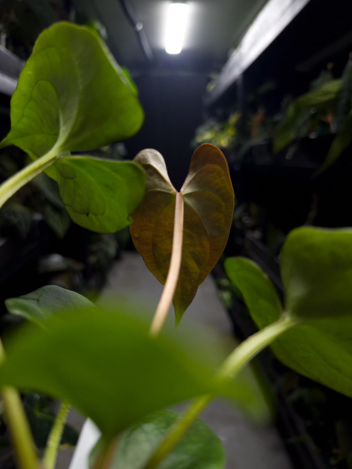 Anthurium #elcadejo • papillilaminum x sp. 'silver peru'