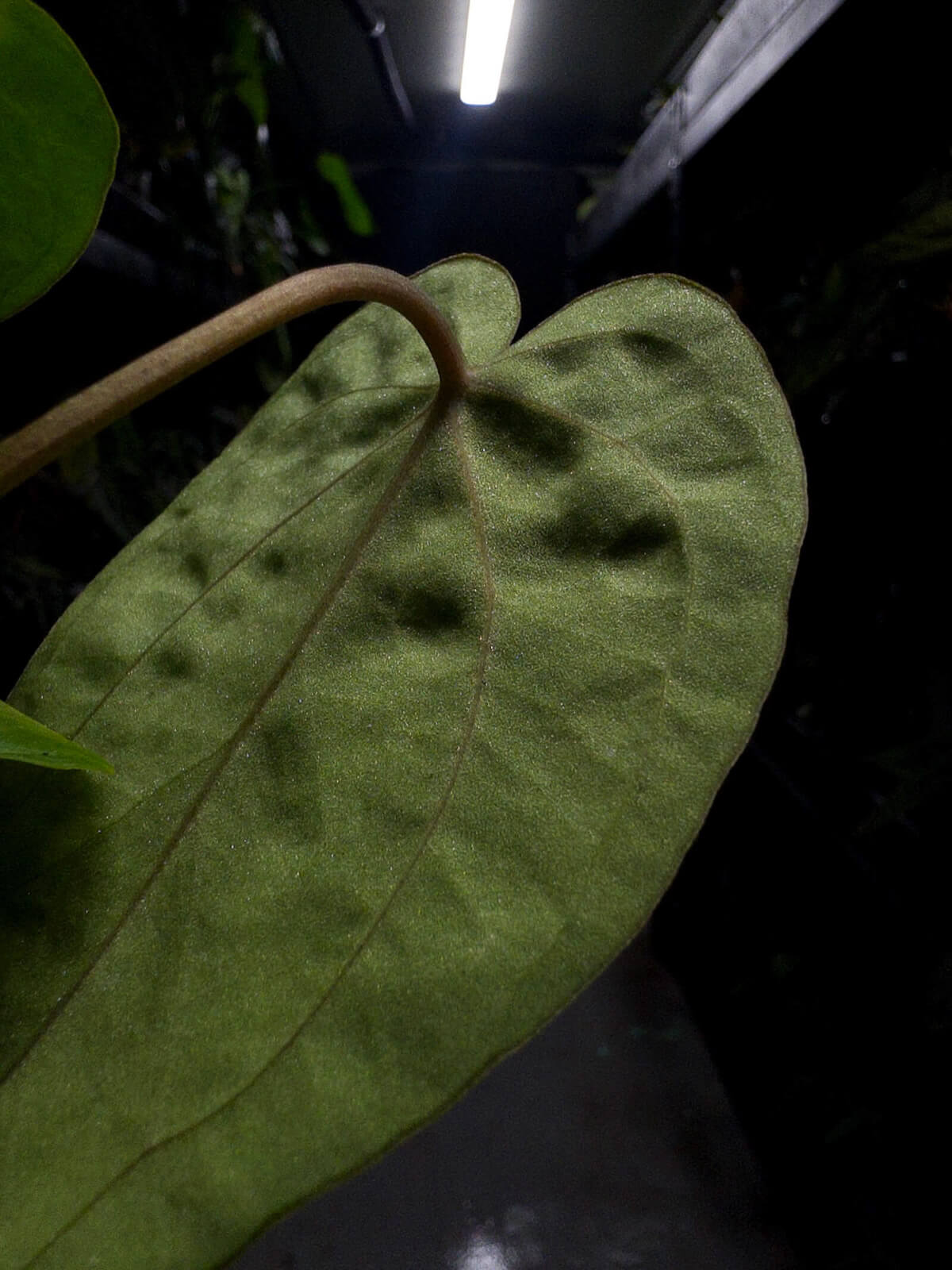 Anthurium ('AOS' x BVEP) x (carlablackiae x BVEP) *pink veins*