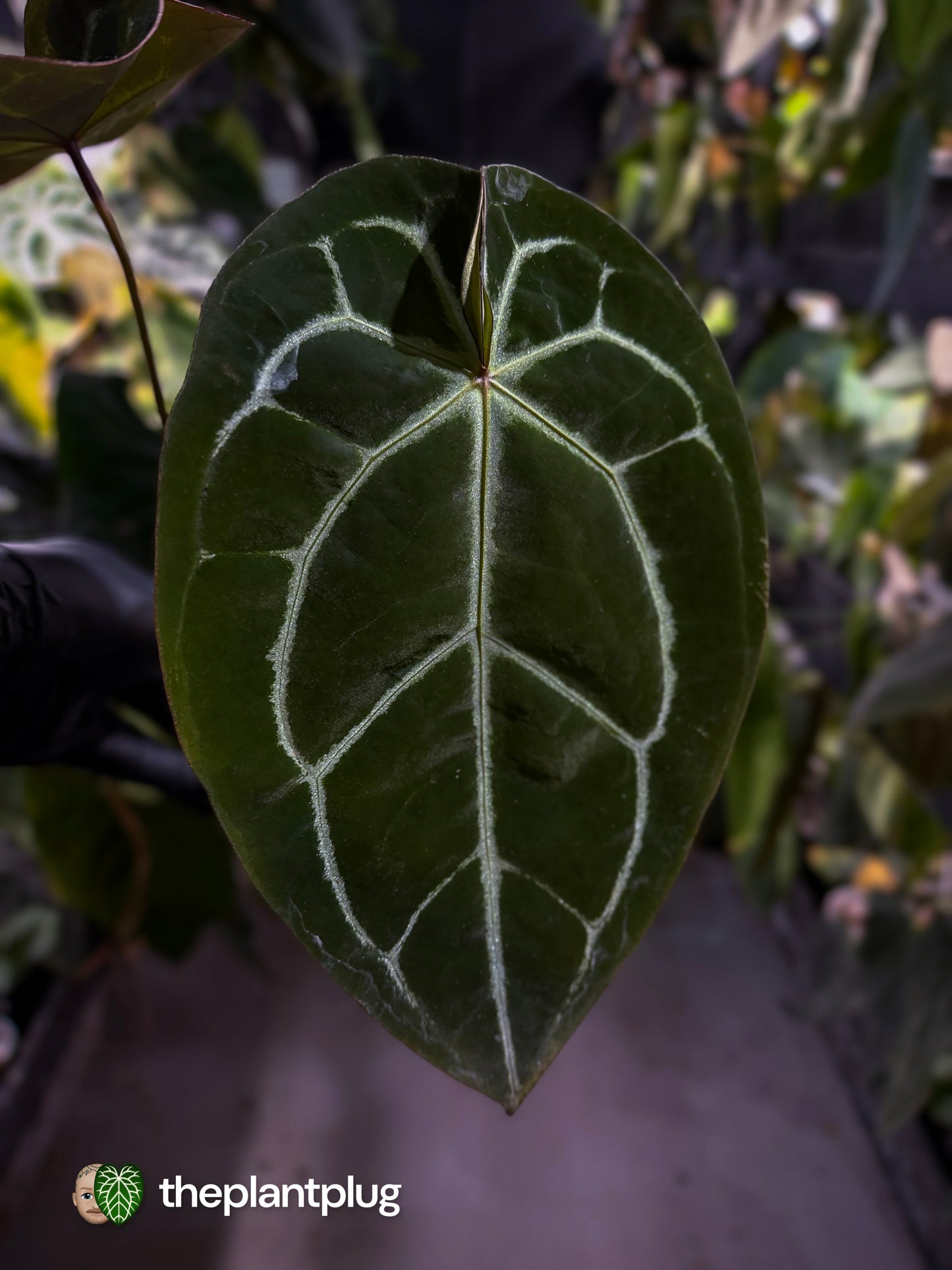 Anthurium 'Bigfoot'