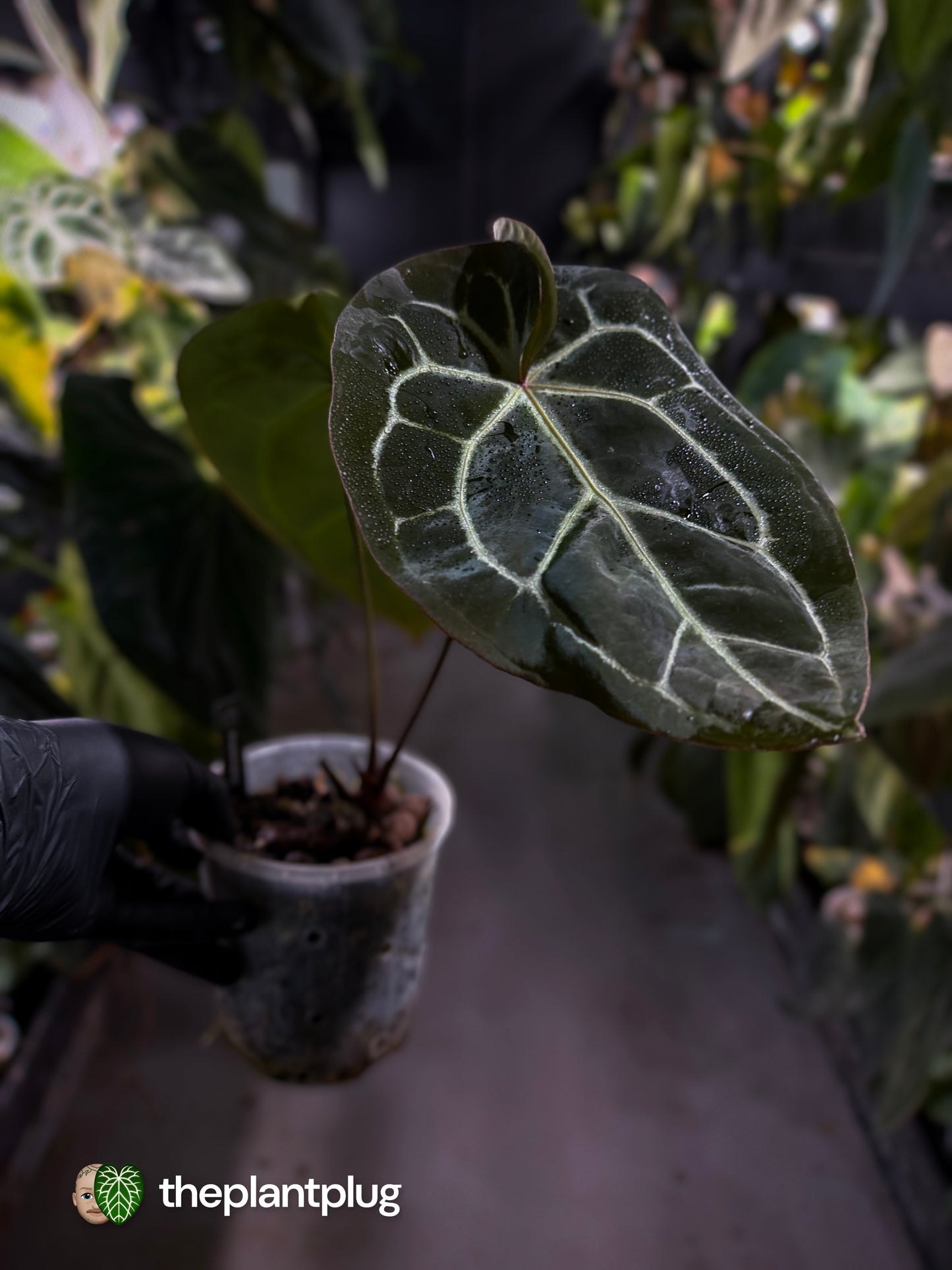 Anthurium 'Bigfoot' 🦧