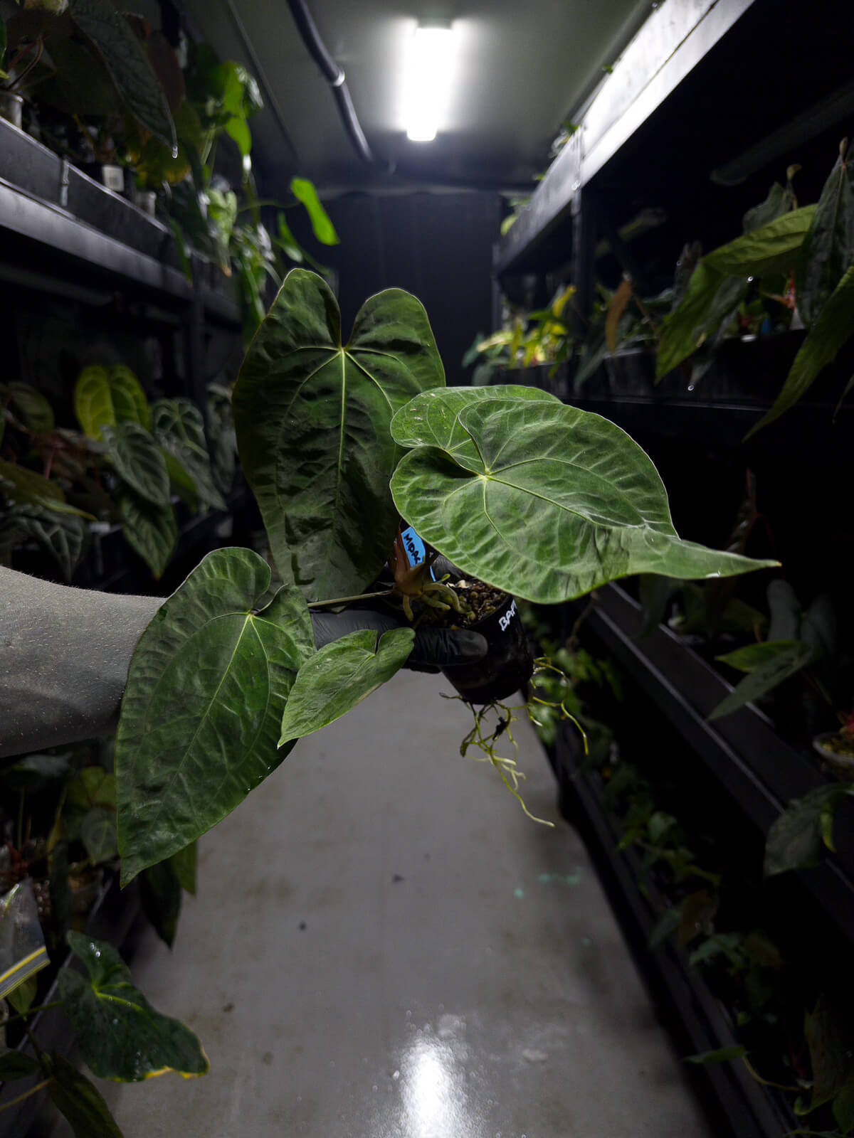 Anthurium #midastouch • ('blackx' x 'hoffx') x (#blackcherry) • mint gog variegated