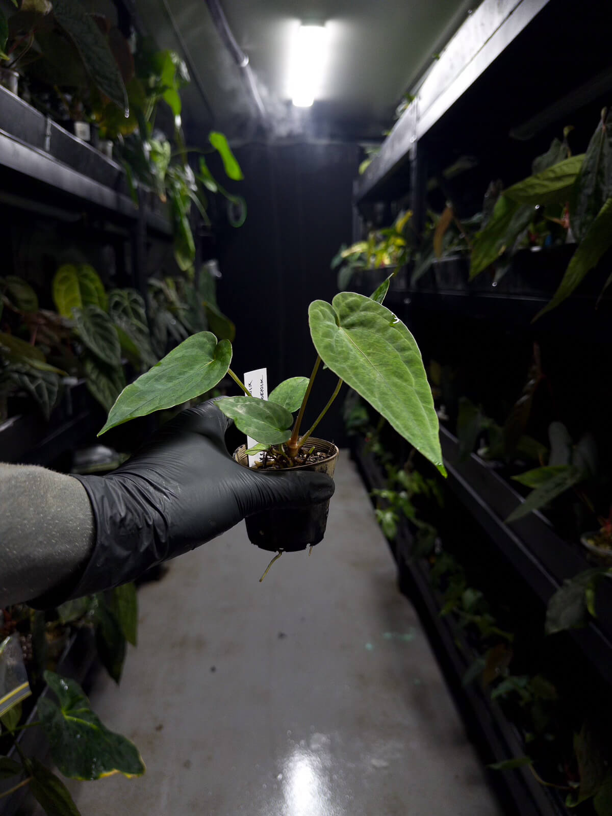 Anthurium #twinphoenix f2