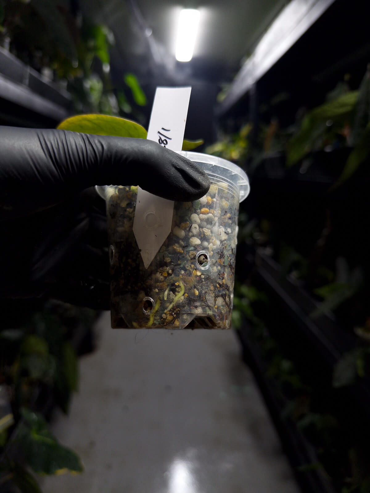 Anthurium 'dark complex' x (papillilaminum x dressleri) • variegated neotenous mutation