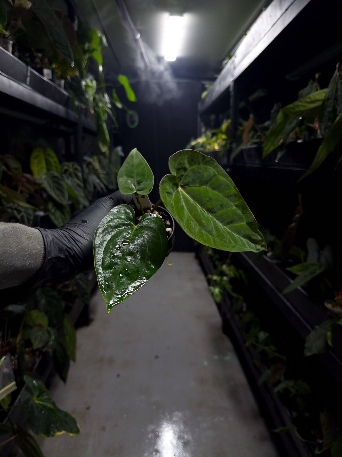 Anthurium (antolakii x 'dark phoenix') x (dressleri x carlablackiae)