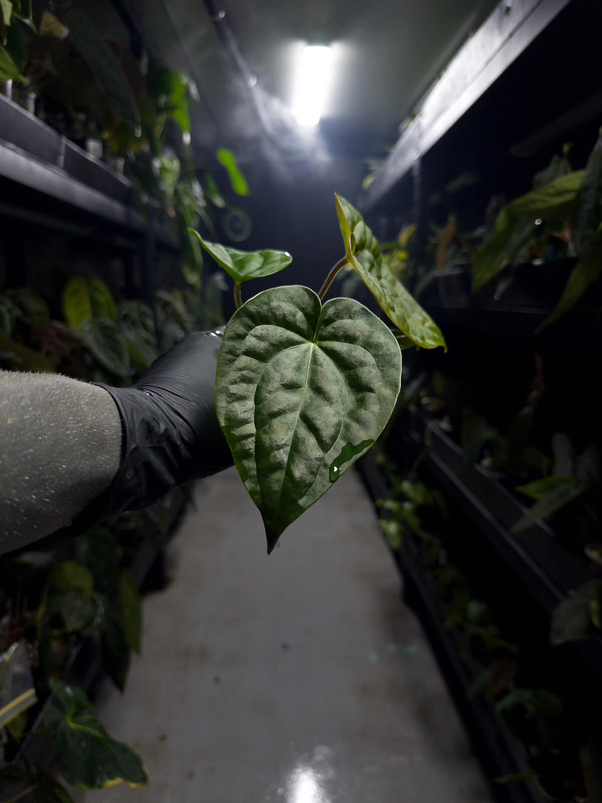 Anthurium #malibu - (blackx x hoffx) x luxurians