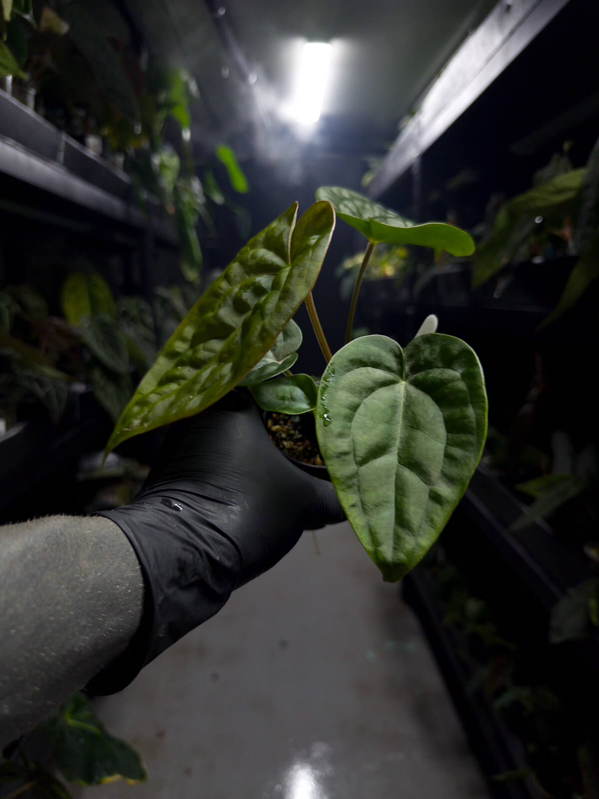 Anthurium #malibu - (blackx x hoffx) x luxurians