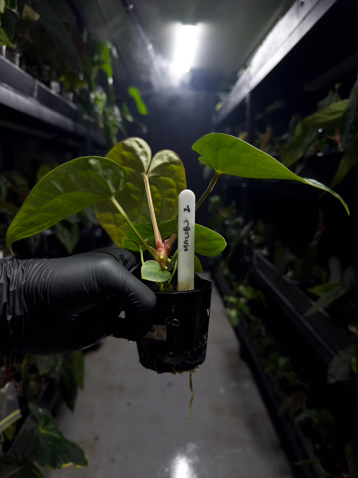 Anthurium #malibu - (blackx x hoffx) x luxurians