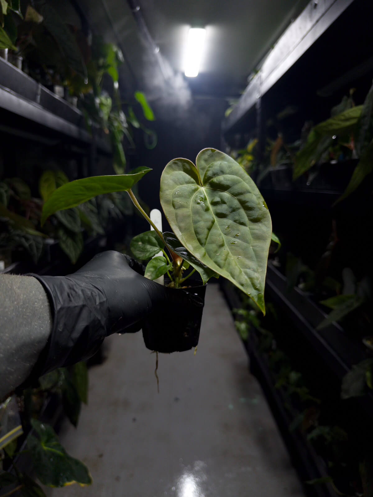 Anthurium #malibu - (blackx x hoffx) x luxurians