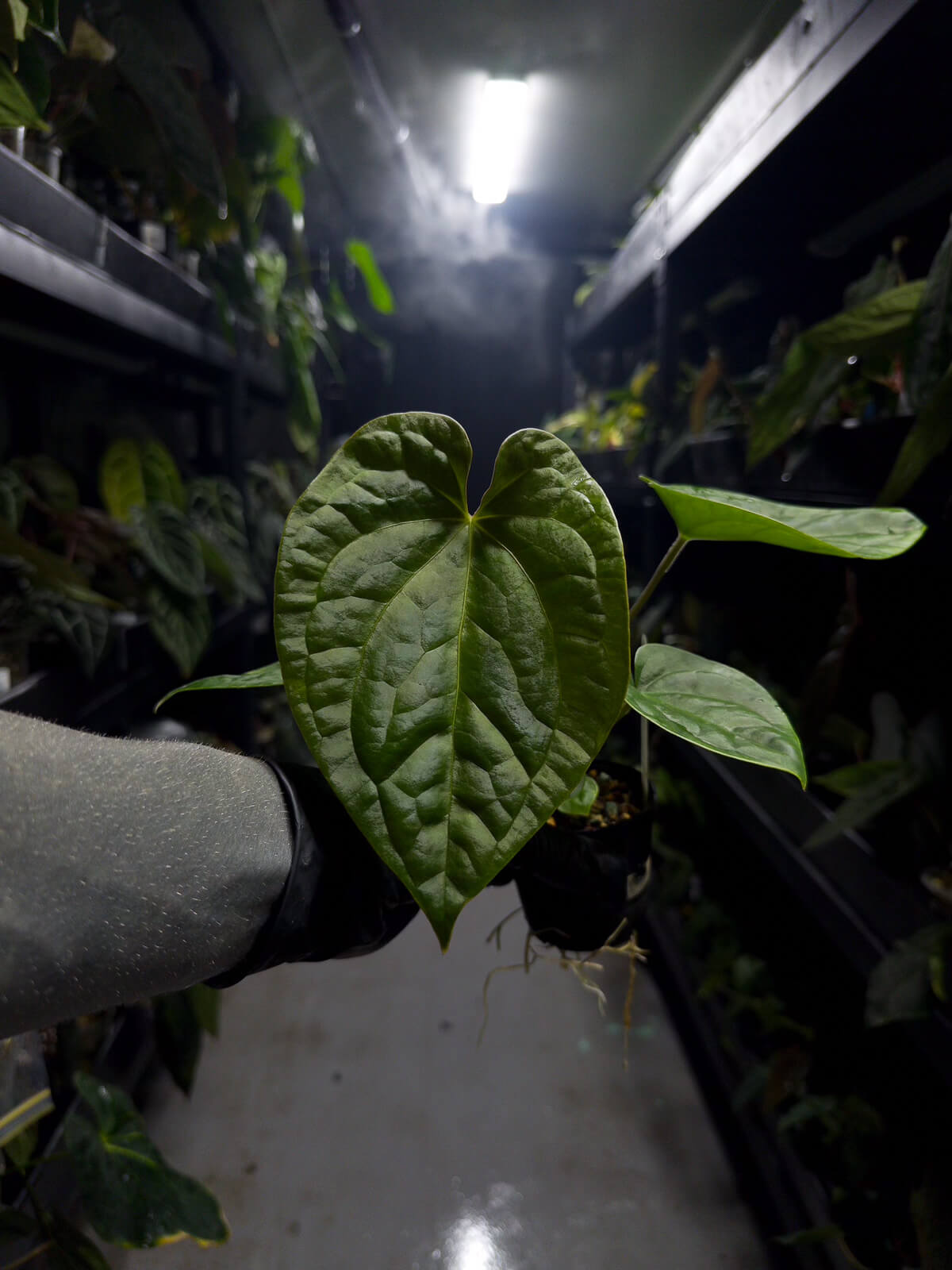 Anthurium #malibu - (blackx x hoffx) x luxurians