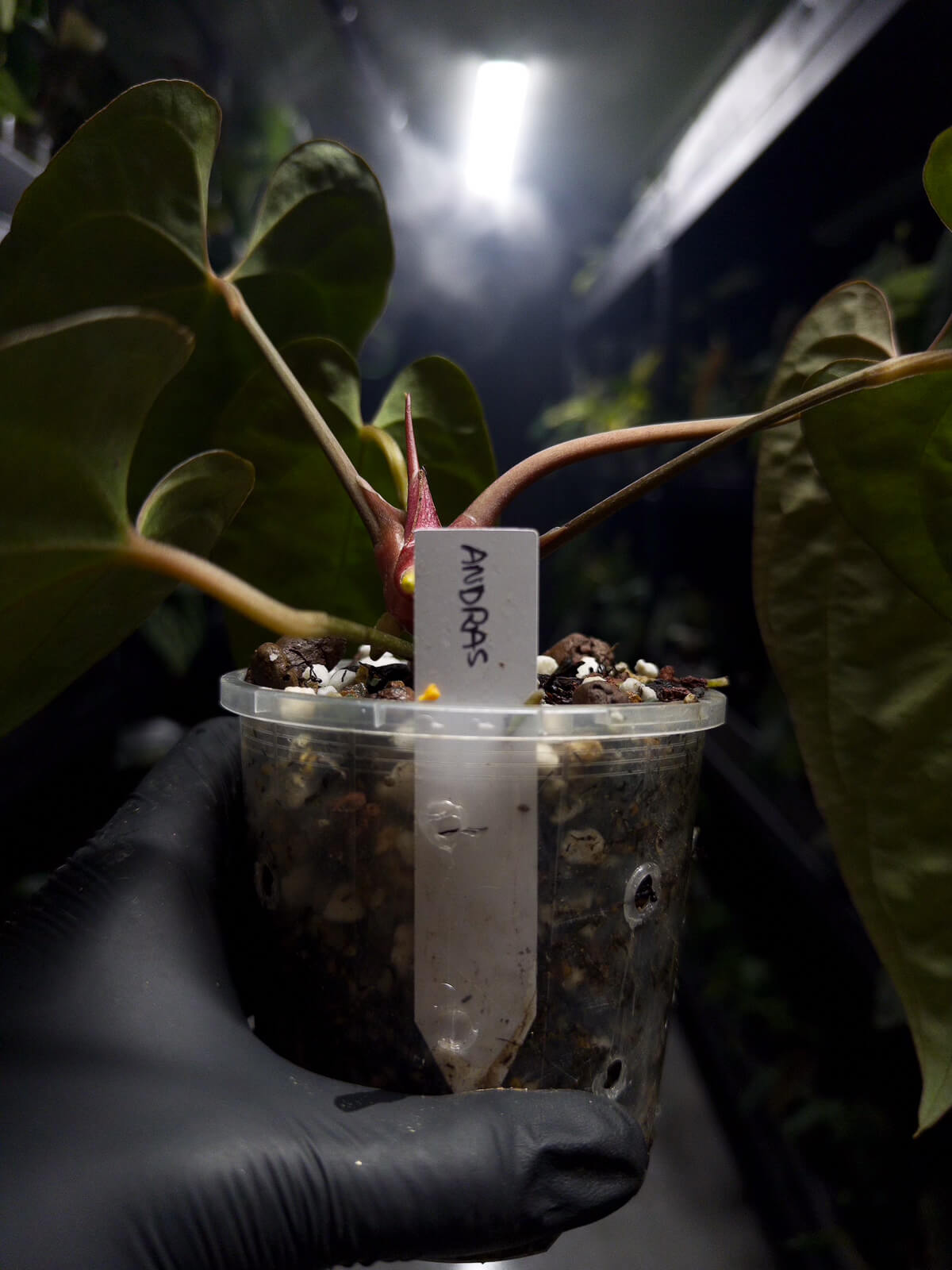 Anthurium #andras • papillilaminum x besseae aff