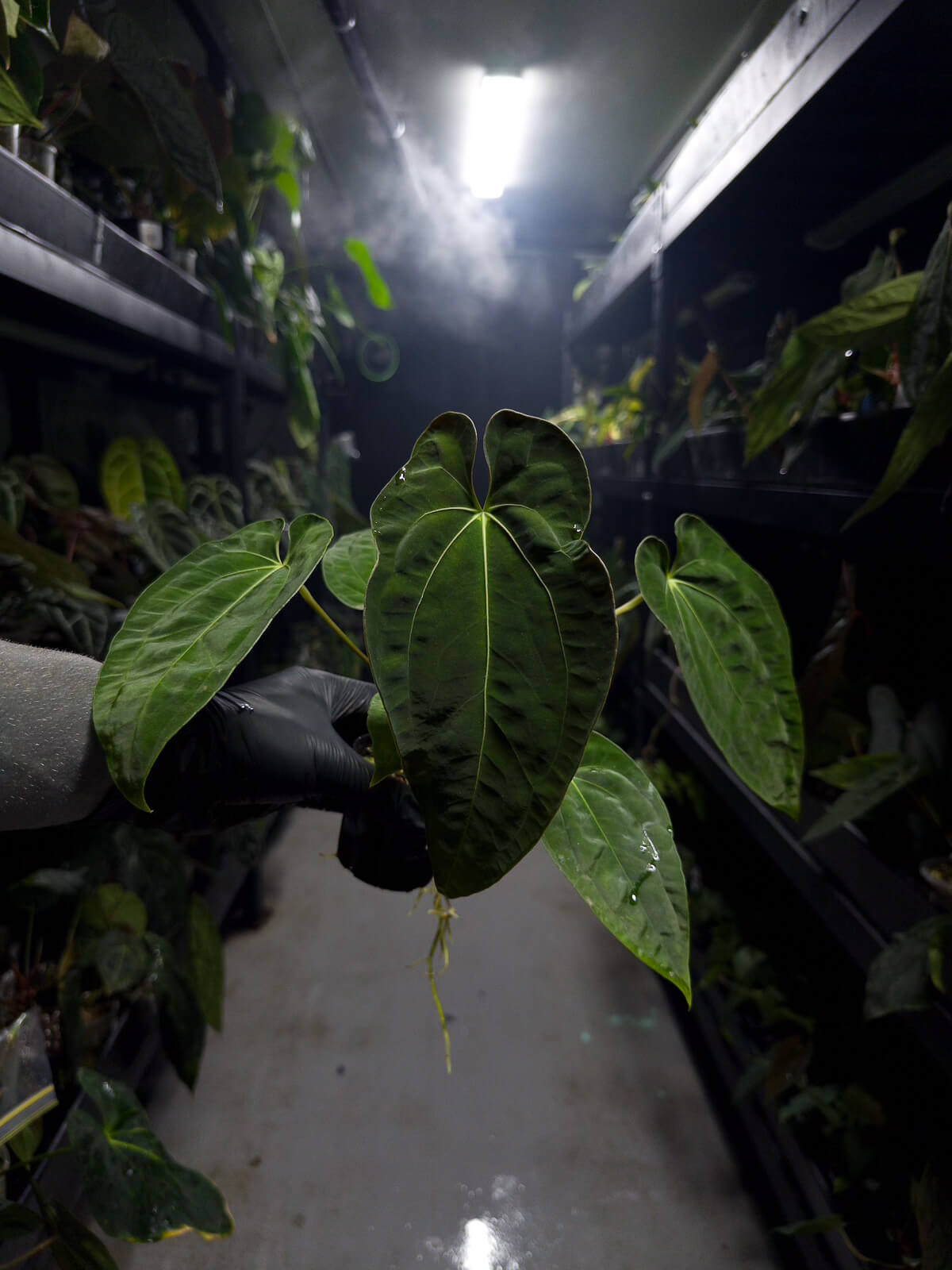 Anthurium #bbc • (hoffx x (pap x dress)) x #blackcherry