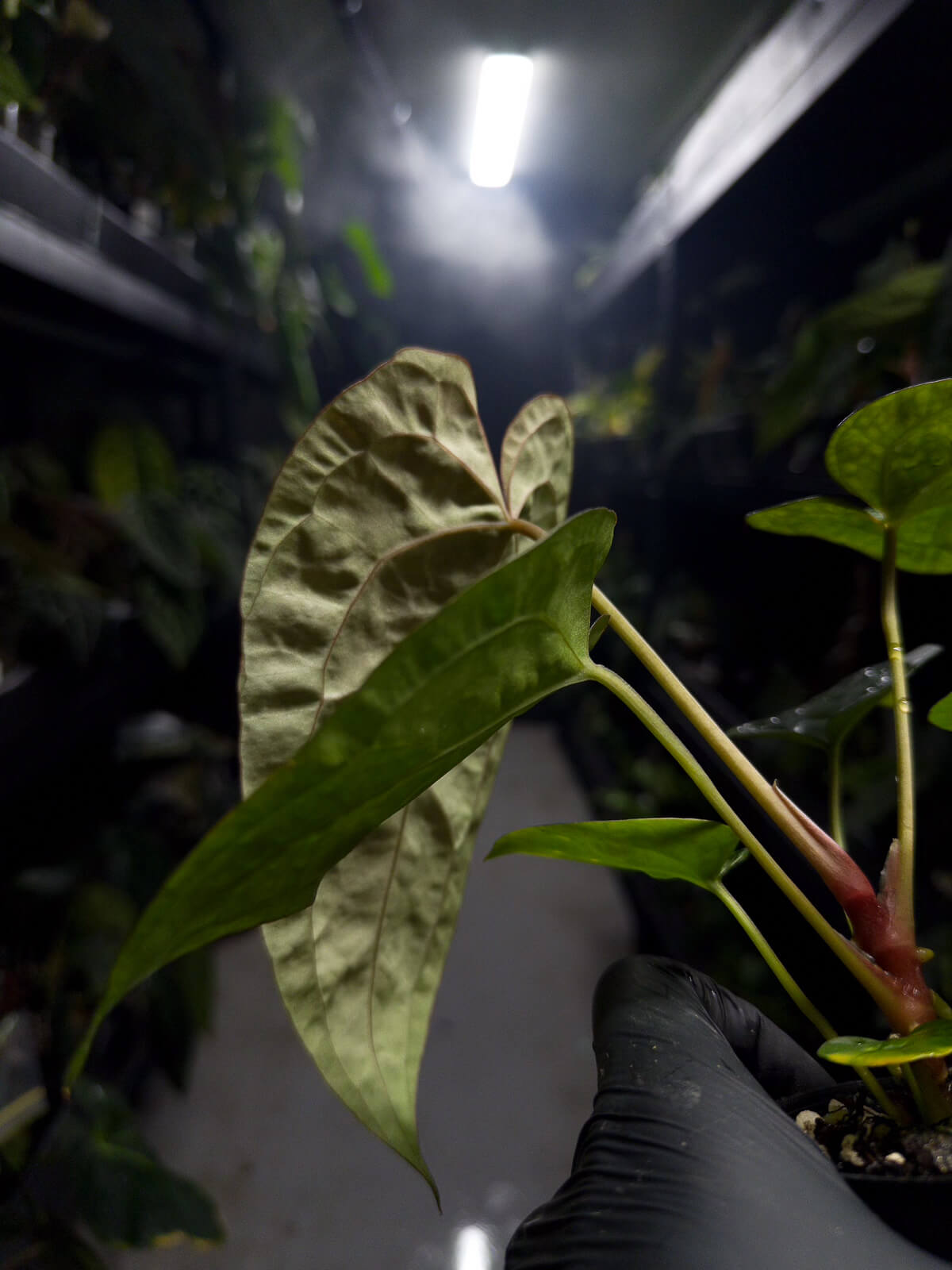 Anthurium #moloch • #twinphoenix 'narrow' x 'drop bear' • insane texture