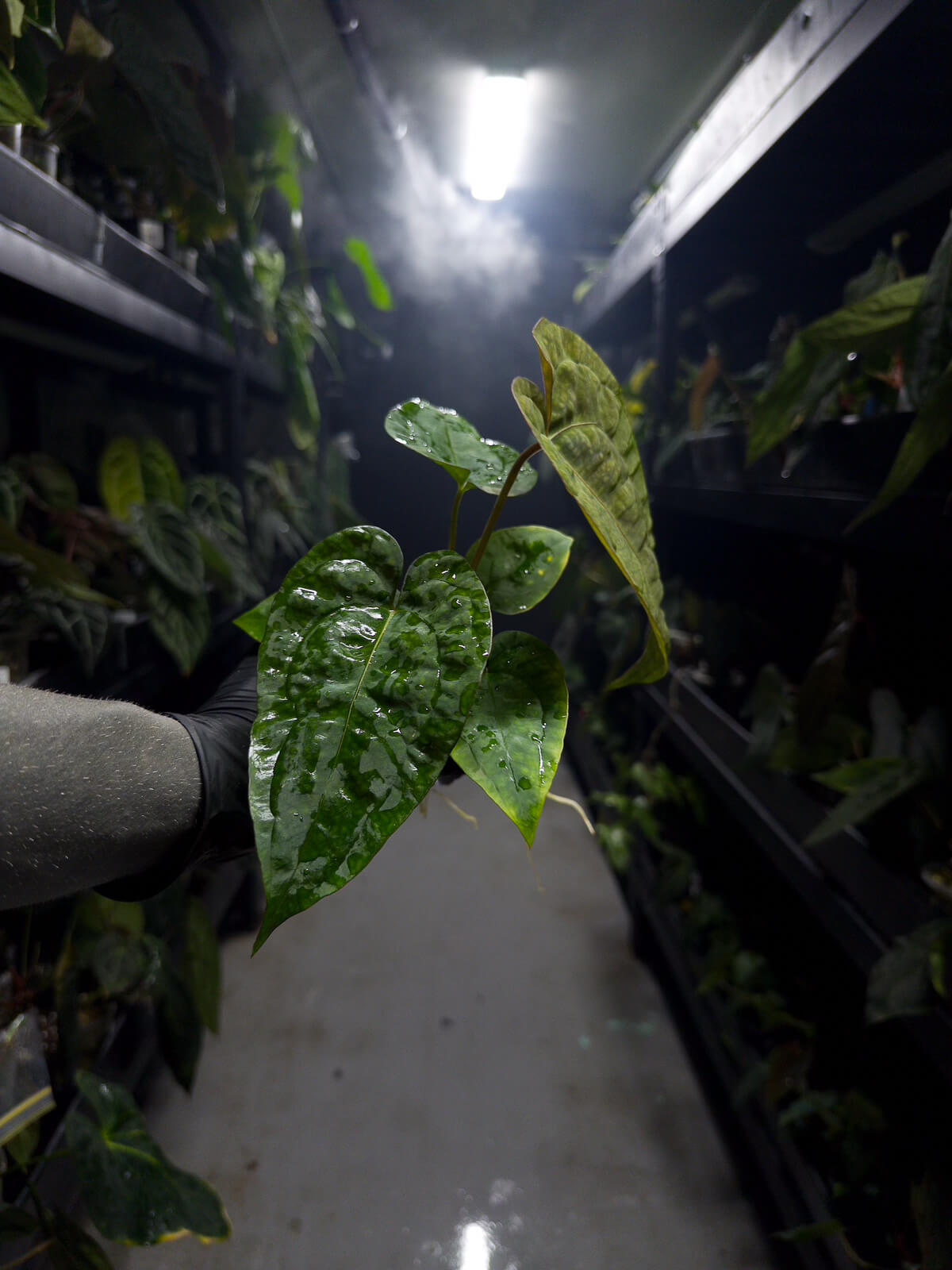 Anthurium #moloch • #twinphoenix 'narrow' x 'drop bear' • insane texture