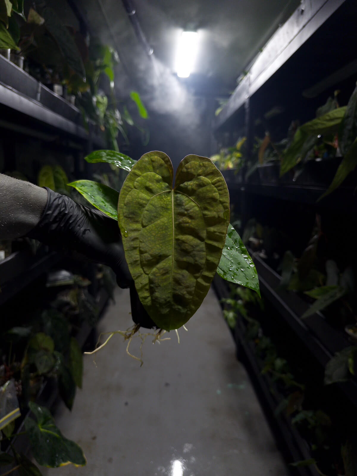 Anthurium #moloch • #twinphoenix 'narrow' x 'drop bear' • insane texture