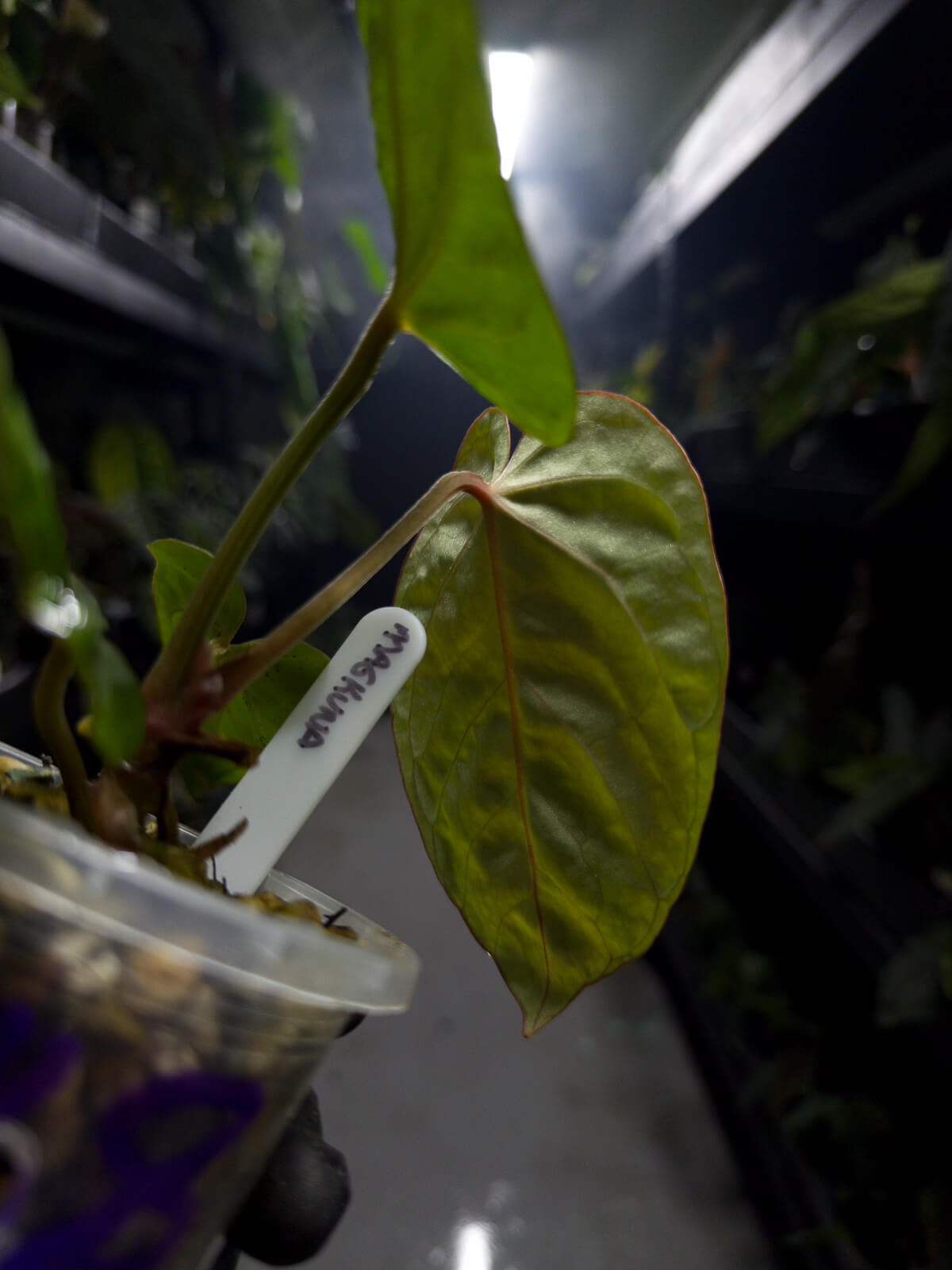 Anthurium 'magenta' x kunayalanse RA7 #MK8