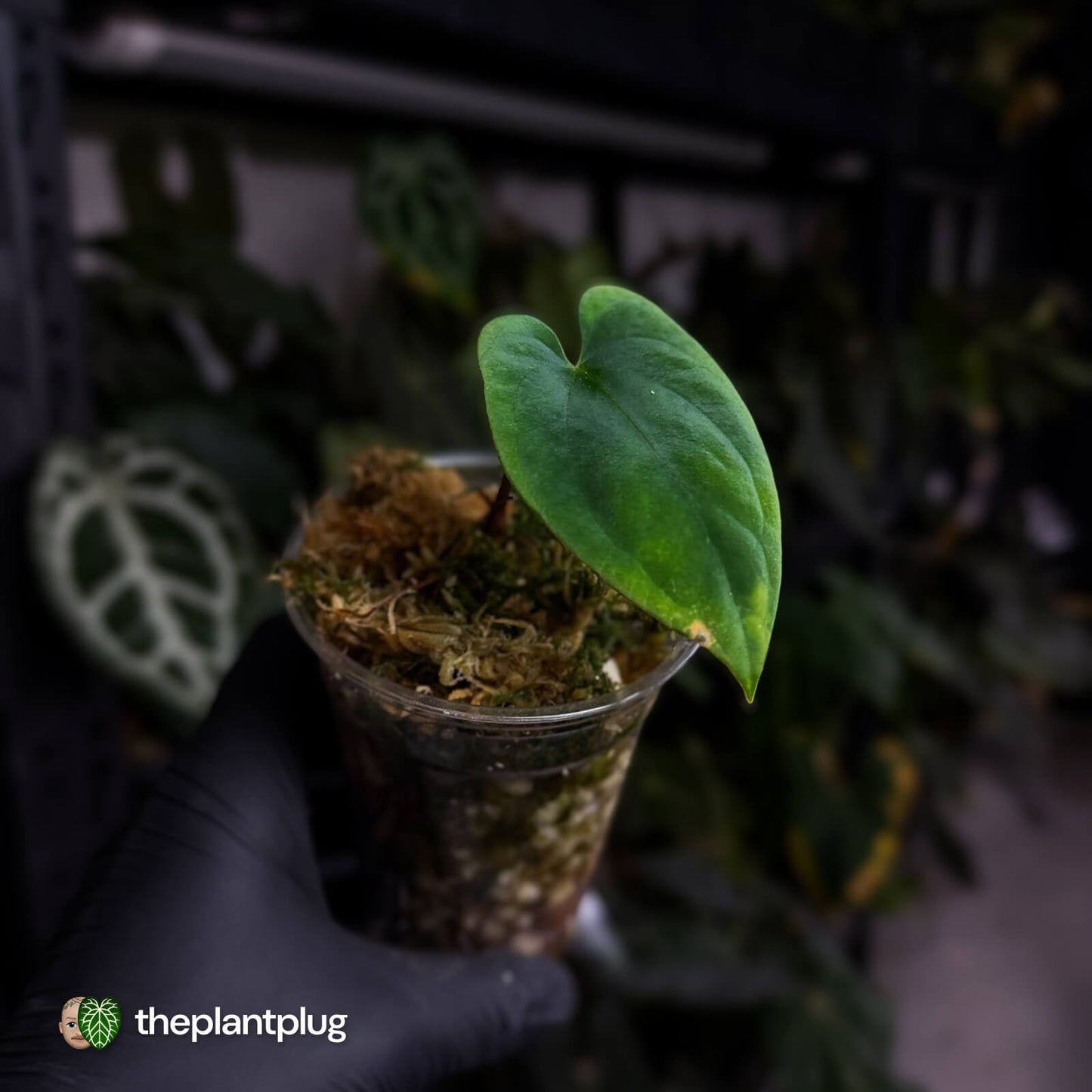 Anthurium antolakii ('Round' x 'RA1') • mother plant clone