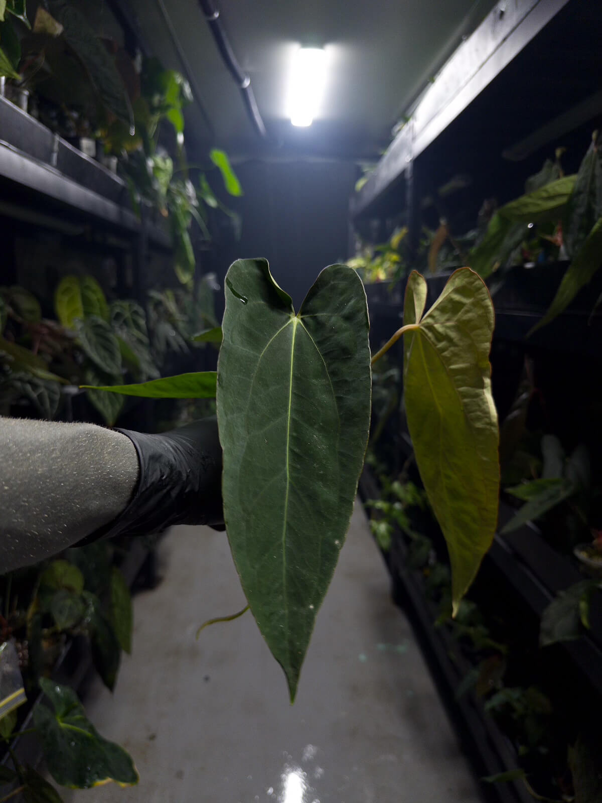 Anthurium (carlablackiae x dressleri) x (papillilaminum RLself) *long leaves*