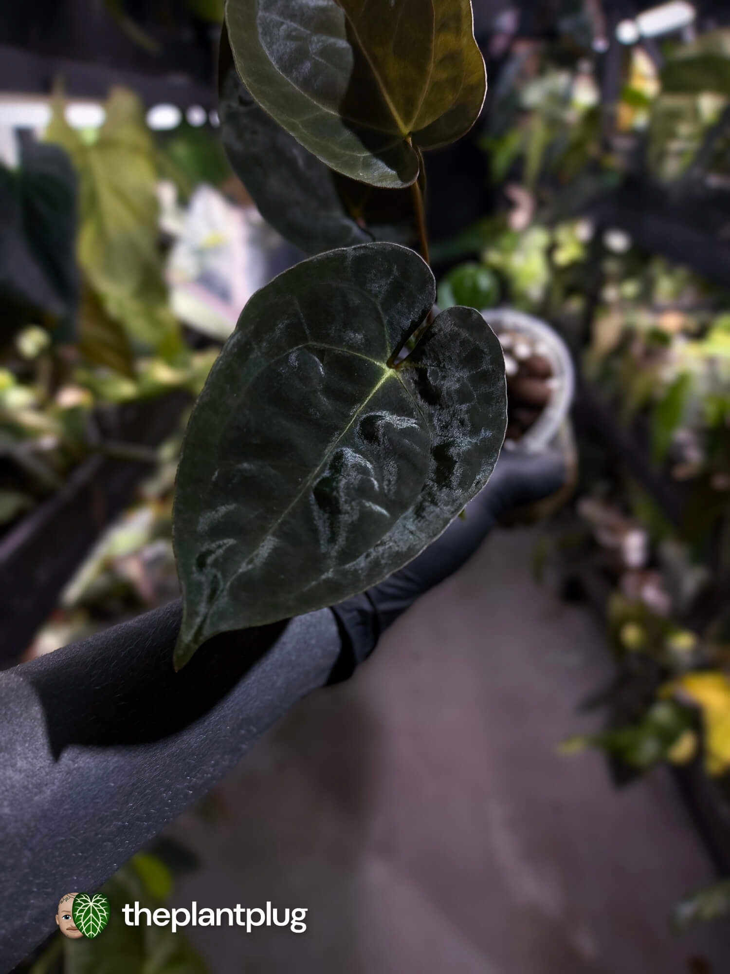 Anthurium #WaddleNOID x papillilaminum