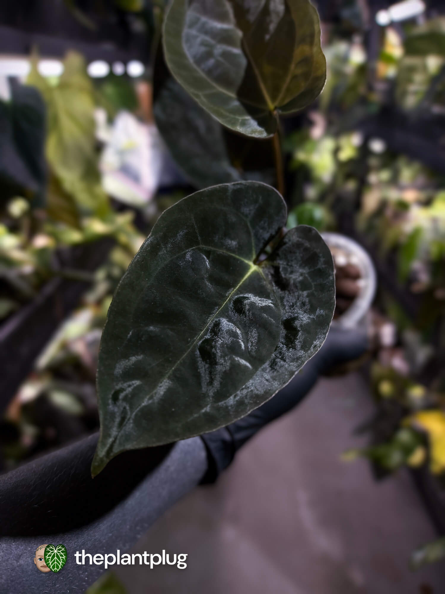 Anthurium #WaddleNOID x papillilaminum