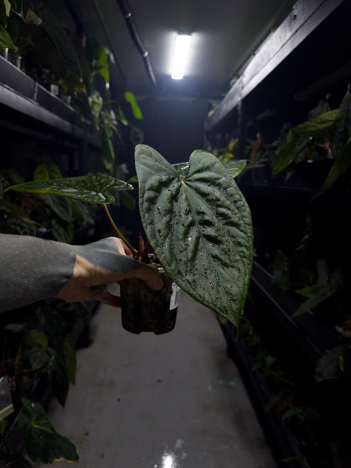 Anthurium #antichrist - papillilaminum x luxurians