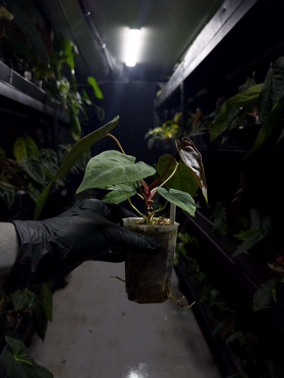 Anthurium papillilaminum 'Fort Sherman' x self