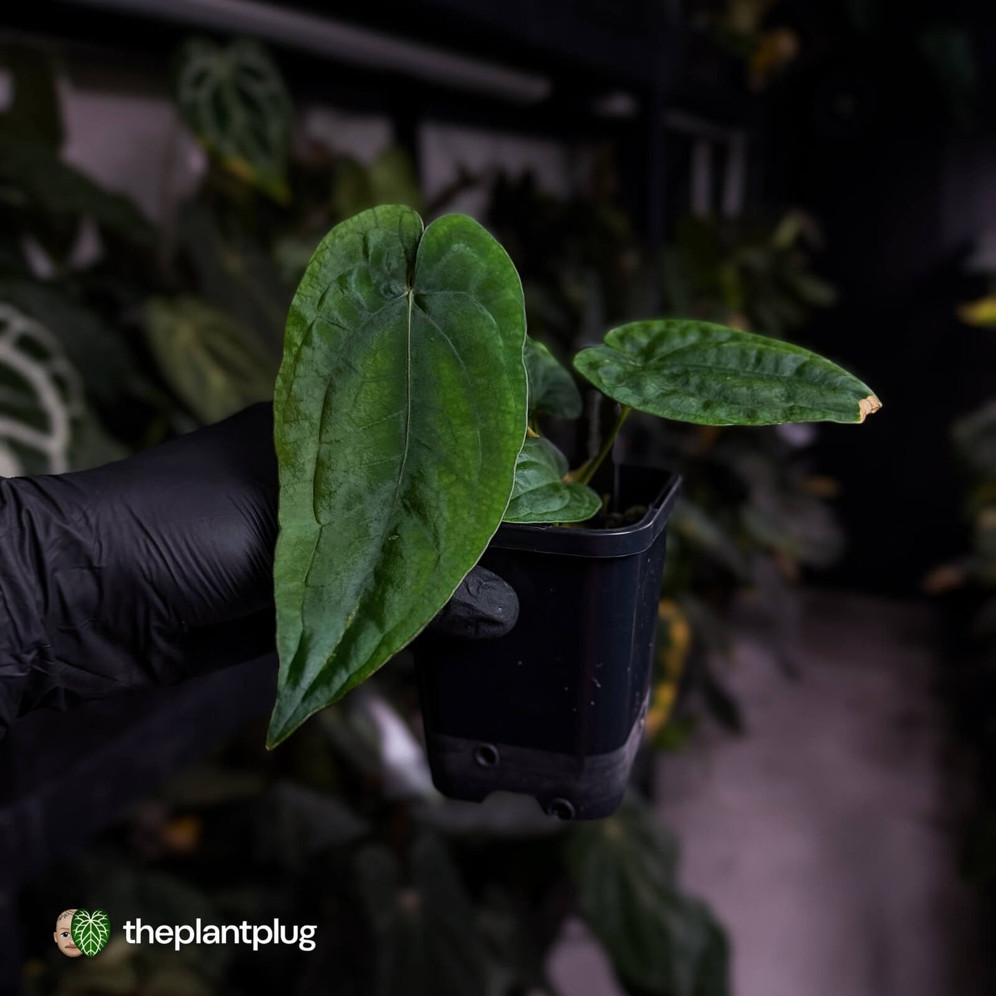 Anthurium dressleri ('MP' x 'LAS')