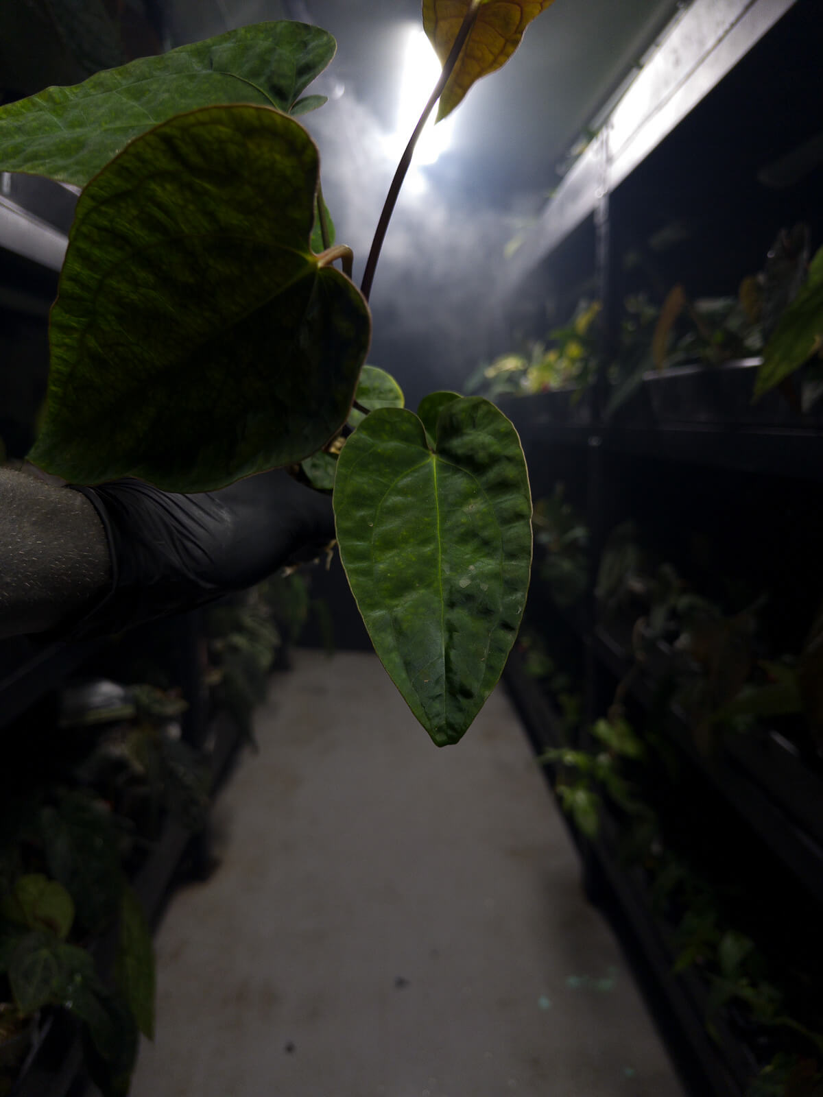 Anthurium papillilaminum hybrid 'drop bear' x unknown • purple veins