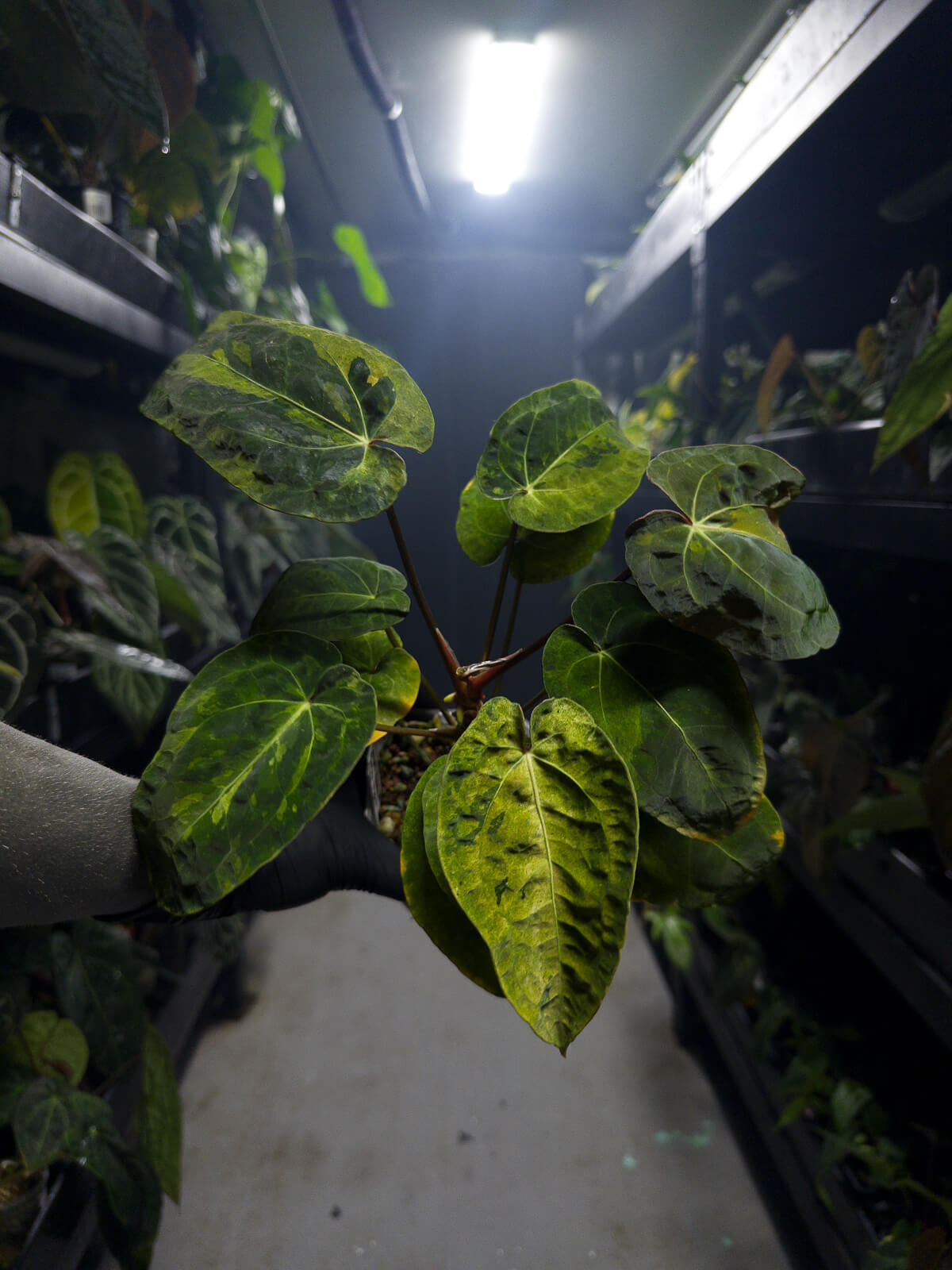 Anthurium 'Dark Complex' x (papillilaminum x dressleri) • variegated neotenous mutation